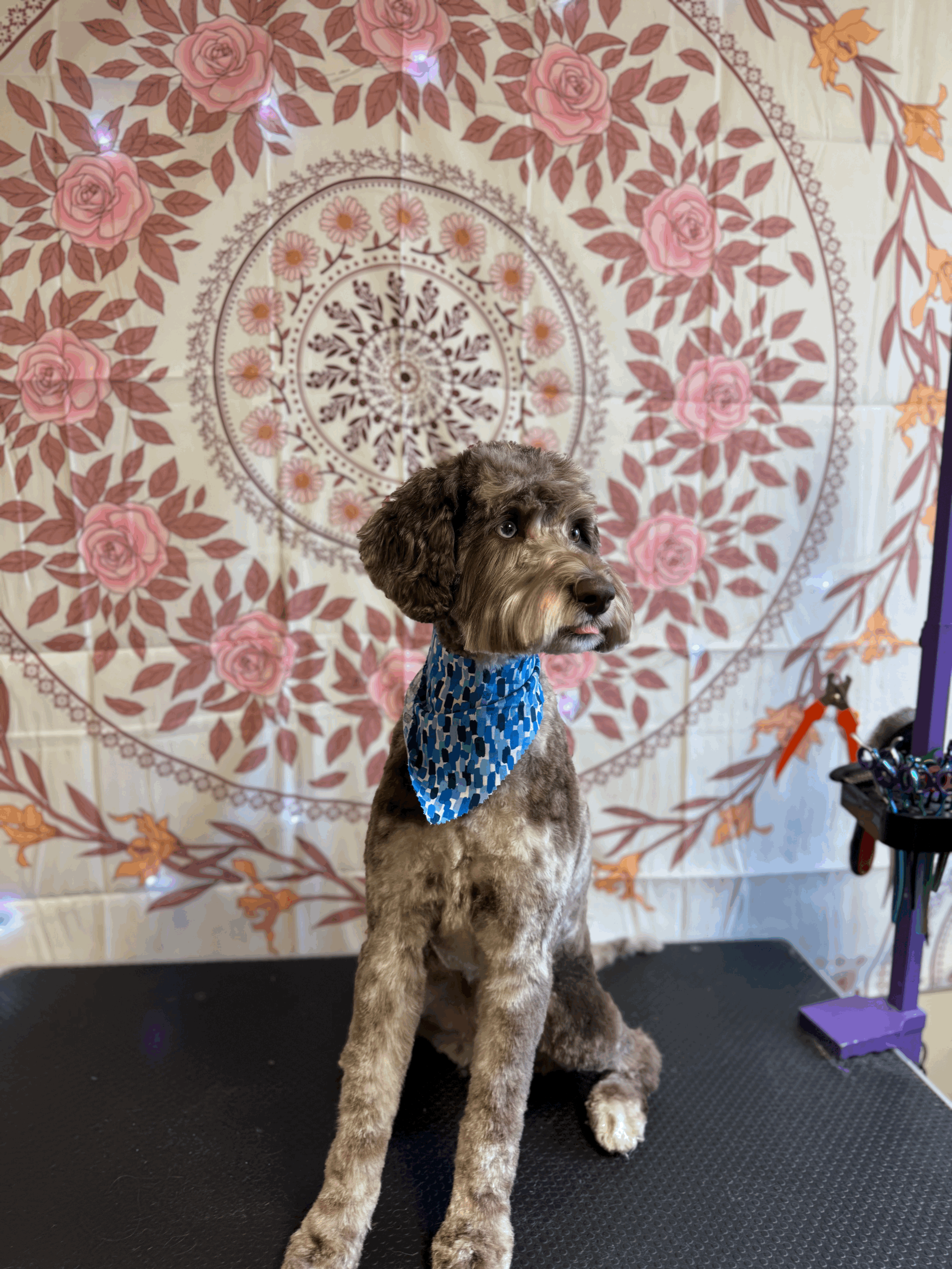 Medium Dog Grooming