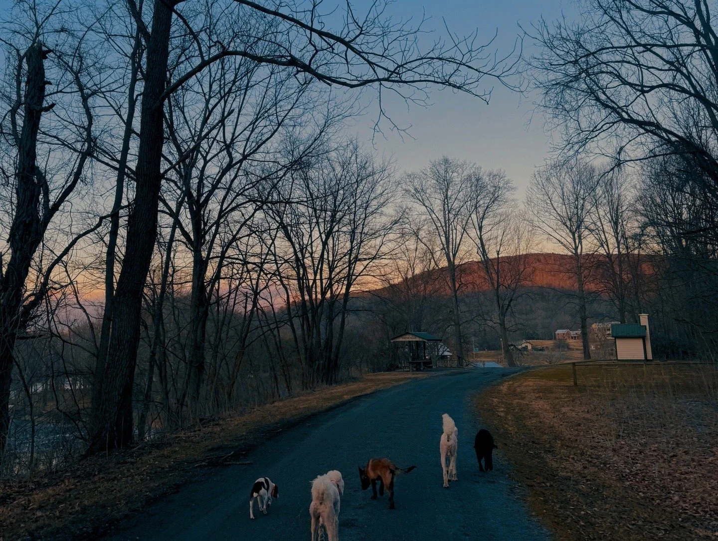 Off Leash Program