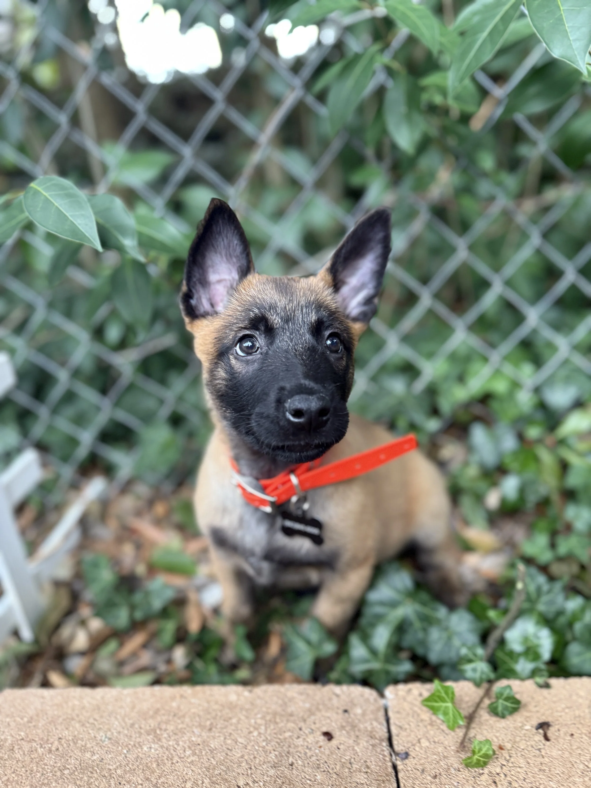 Puppy Package