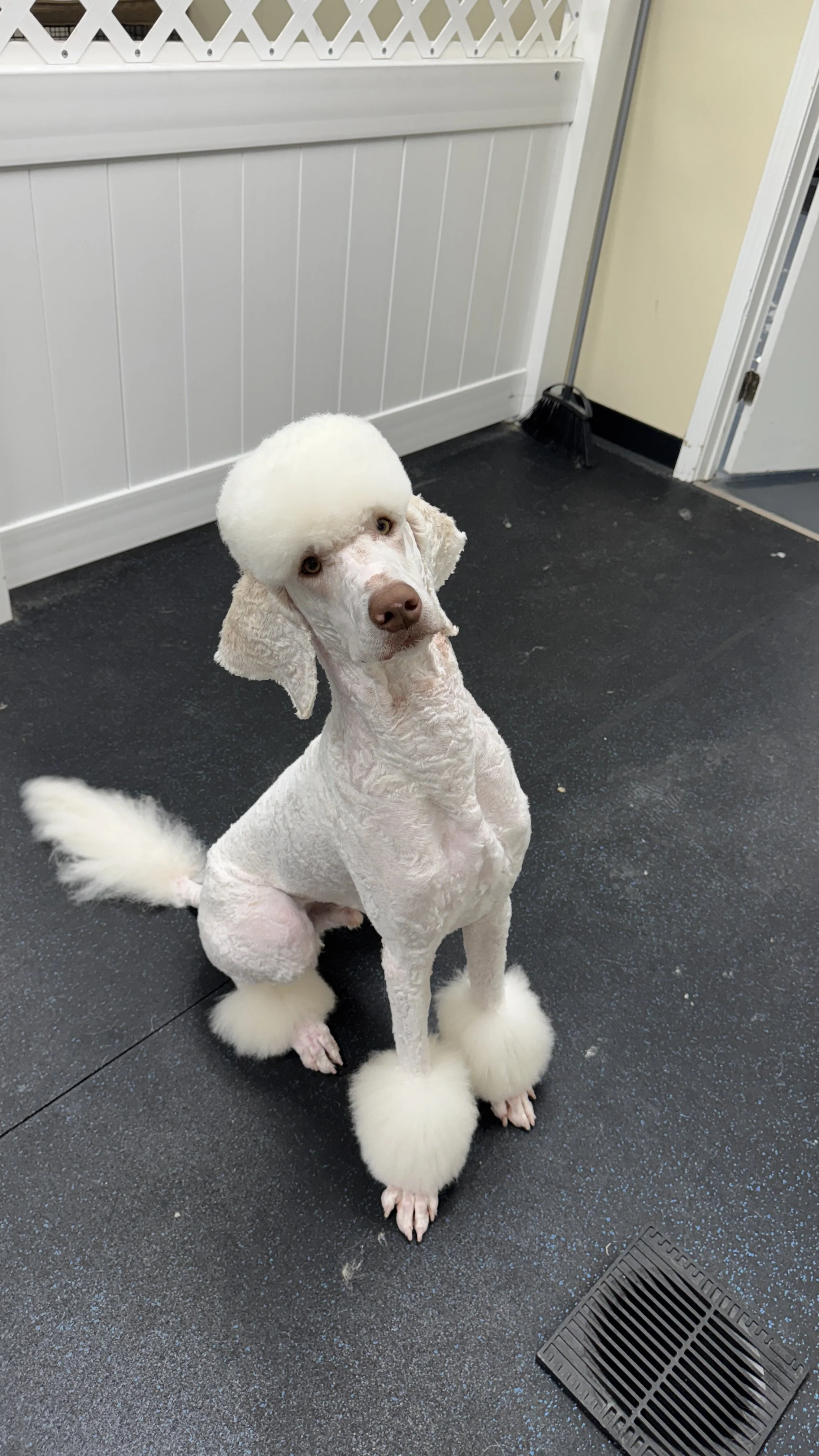 Large Dog Grooming