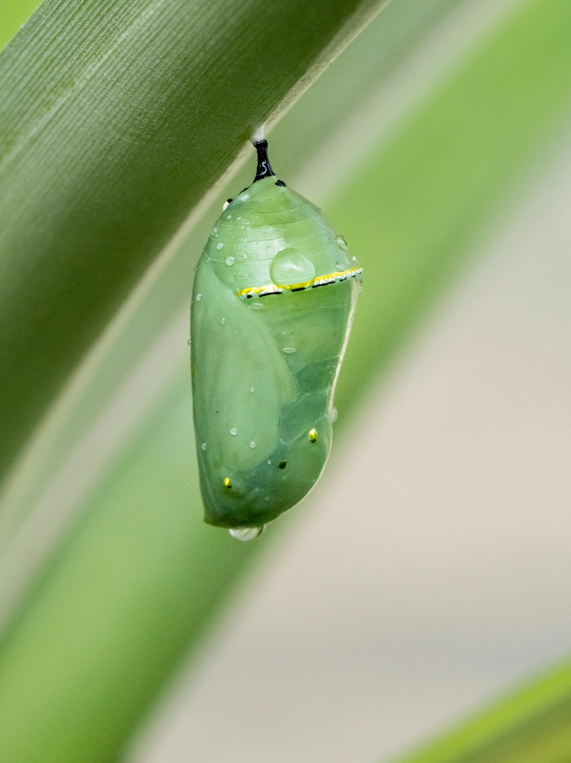 chrysalis with water droplets