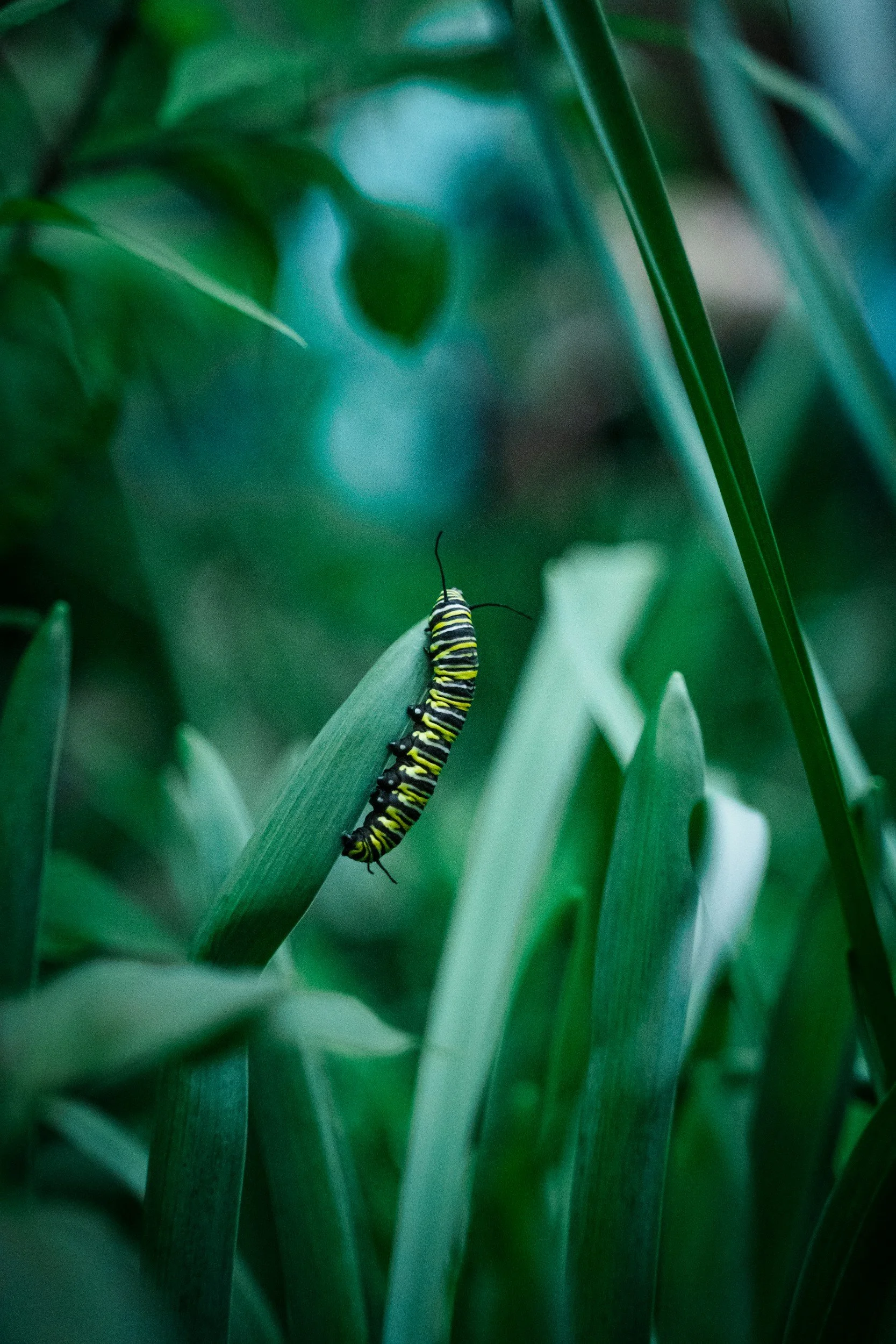 caterpillar on leaf