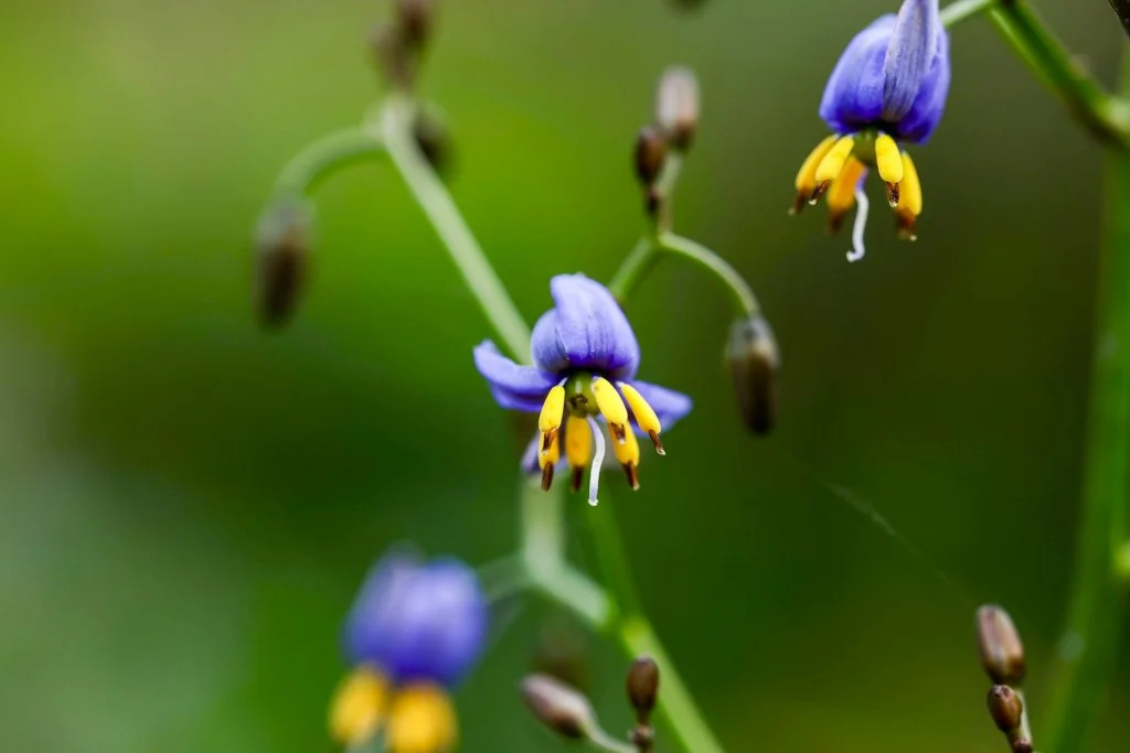 Flax-Lily