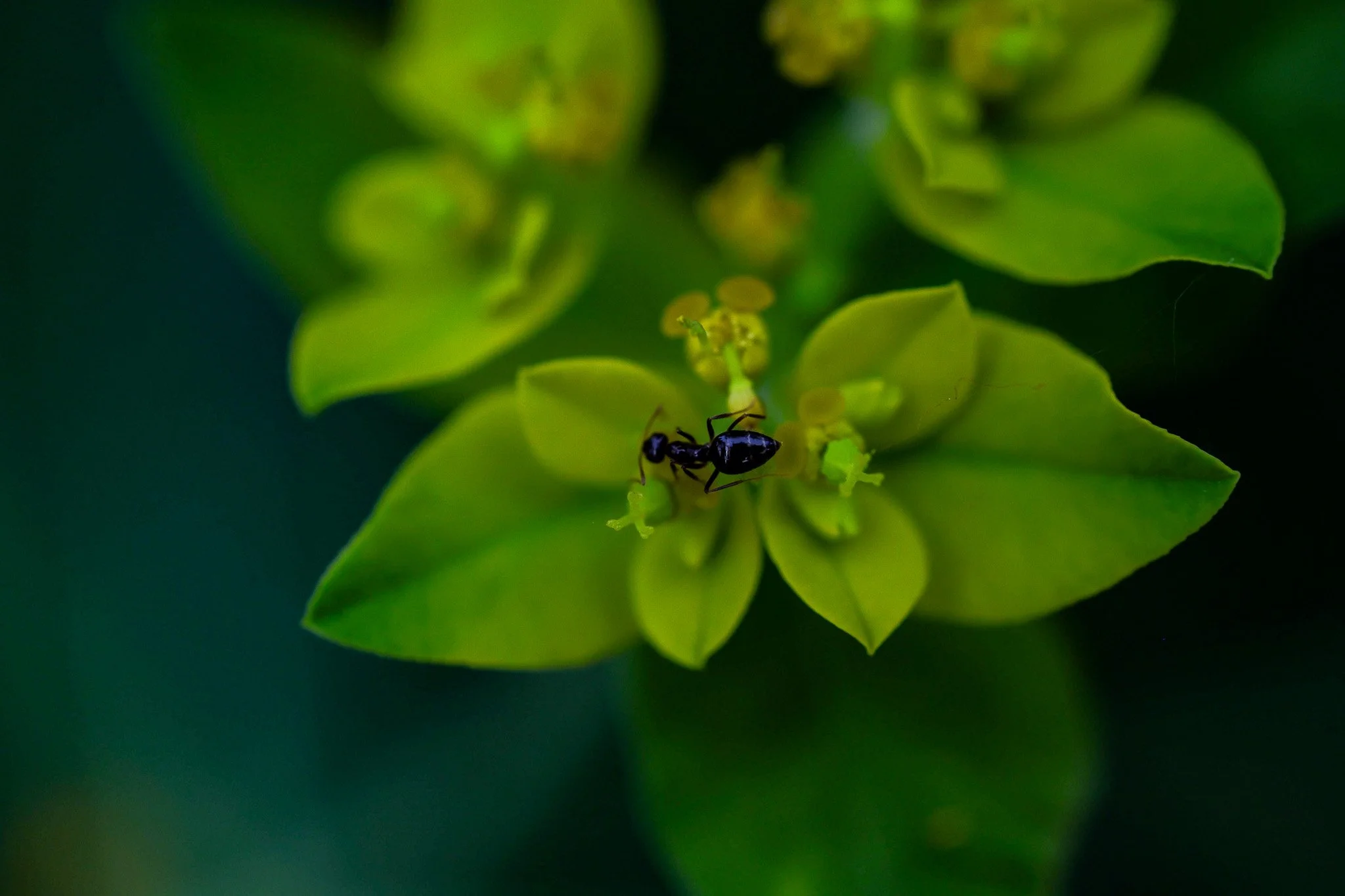 Black Garden Ant foraging on a Spurge