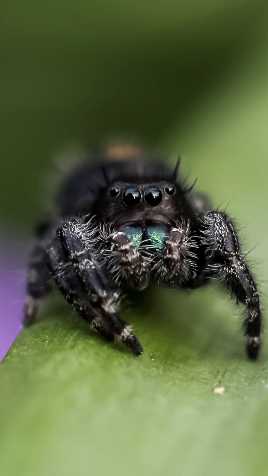 Close-up of a jumping spider with shiny black eyes and hairy legs on a green leaf.
