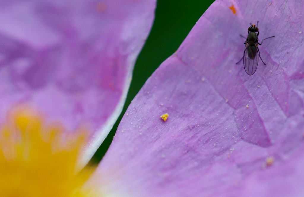 Small Hoverfly on a Rockrose petal
