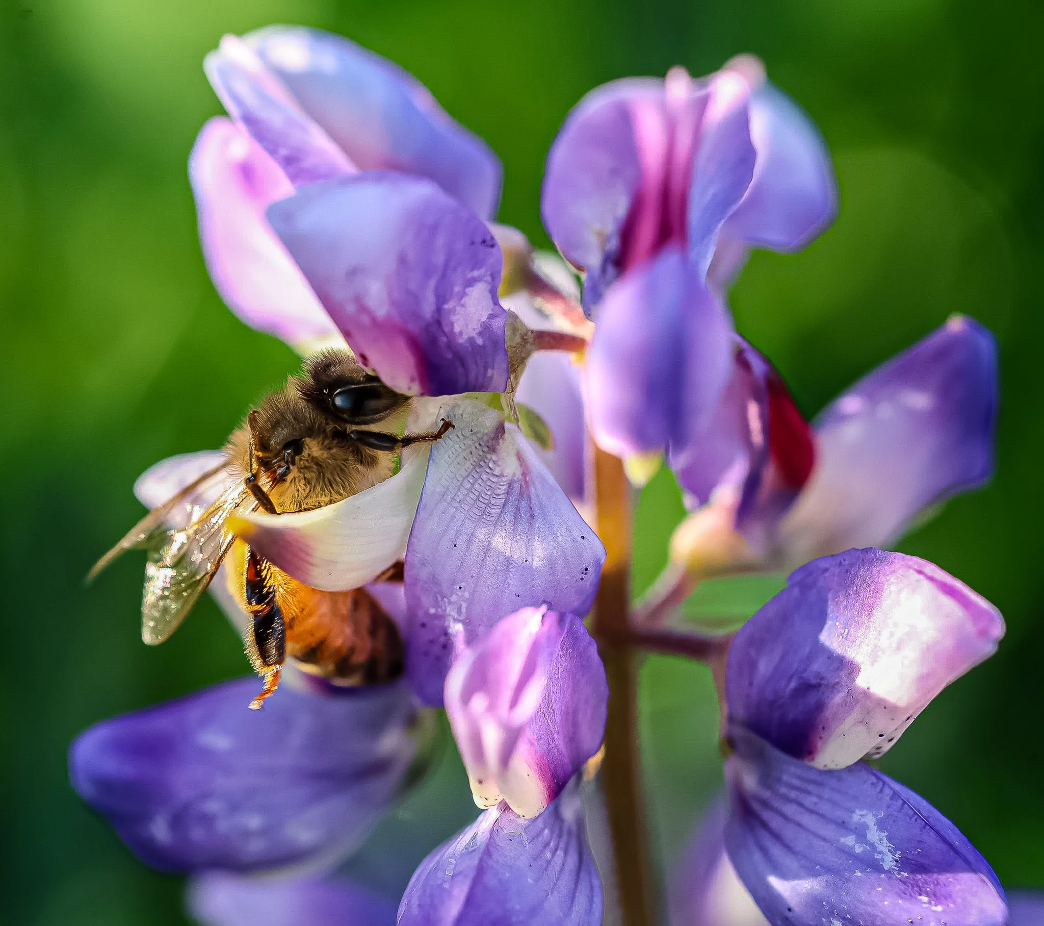 Honey Bee foraging on an Arroyo Lupine
