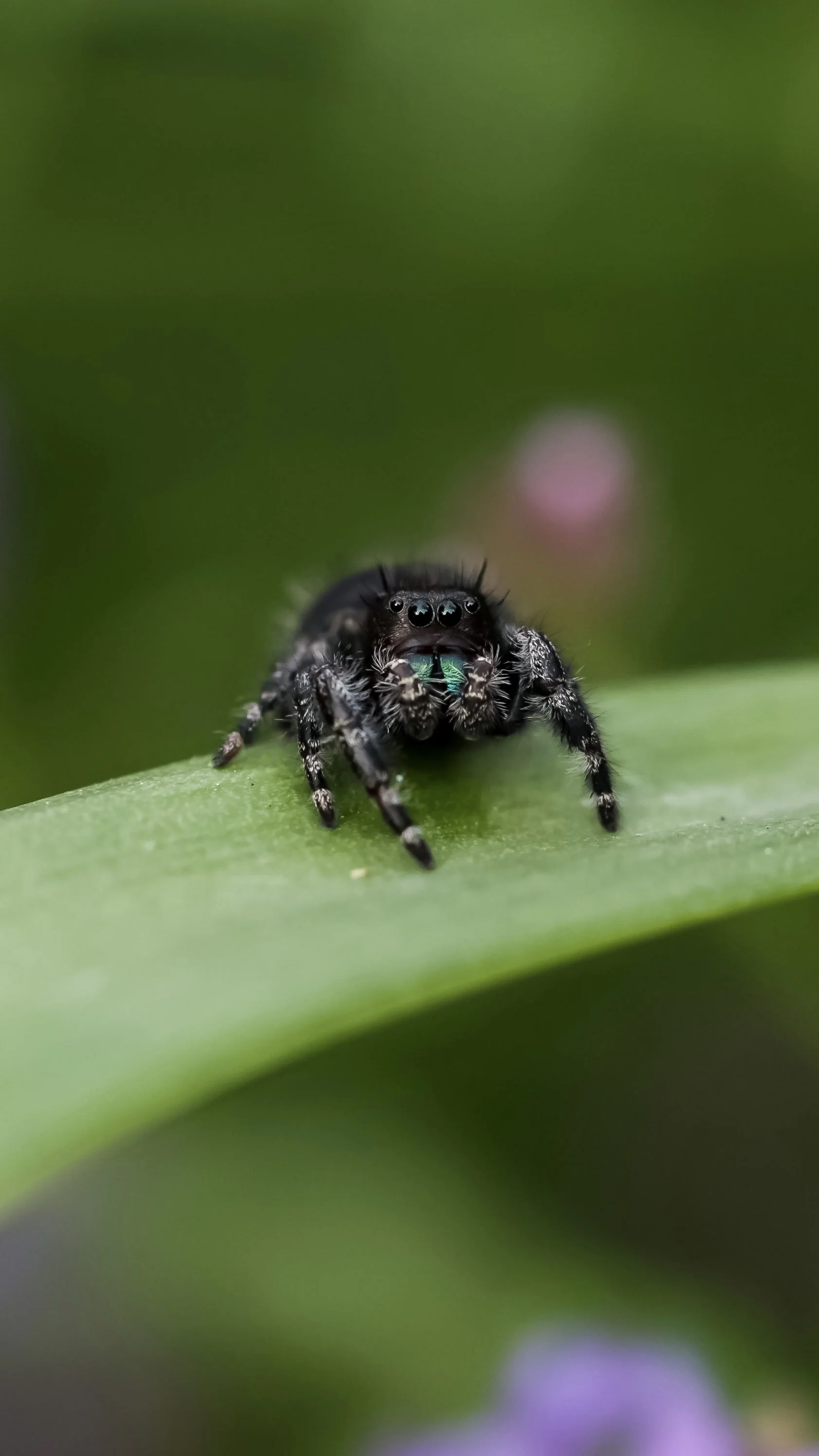 Bold Jumping spider