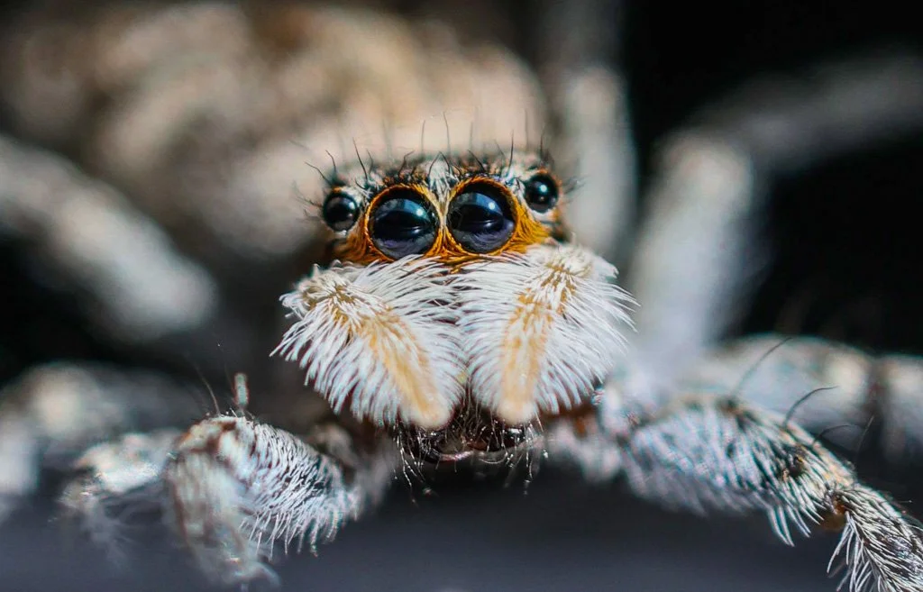 Tan Jumping spider