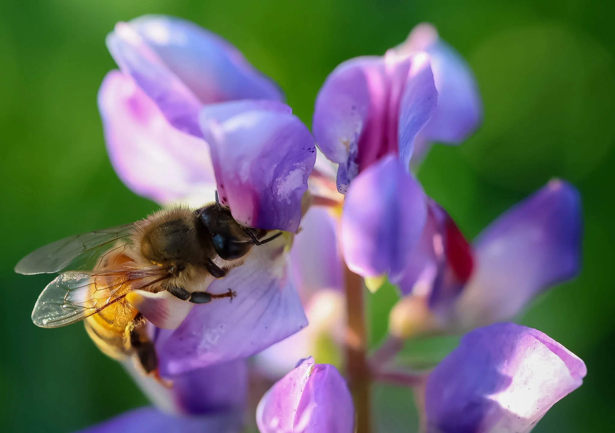 Honey Bee foraging on an Arroyo Lupine