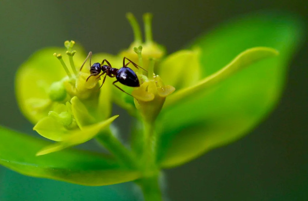 Black Garden Ant foraging on a Spurge