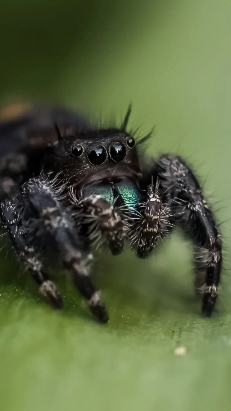 Close-up of a jumping spider eating a small black insect with a metallic green body on a green surface.