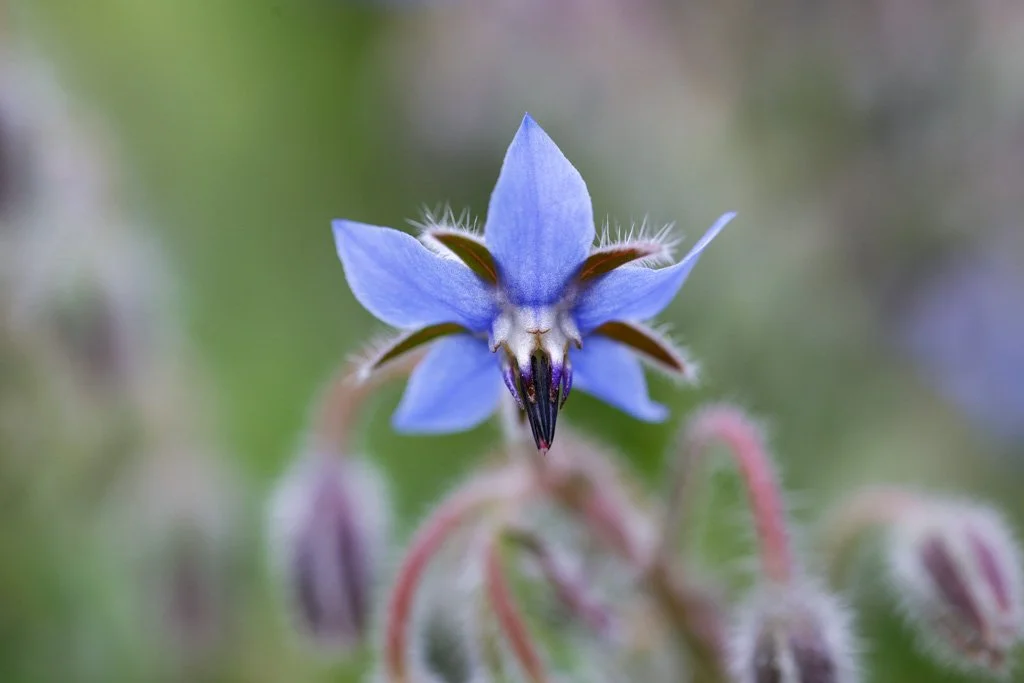 Borage "Starflower"