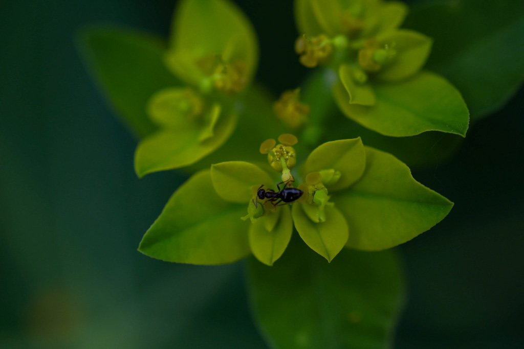 Close-up of green plant with small black ant on one of the leaves