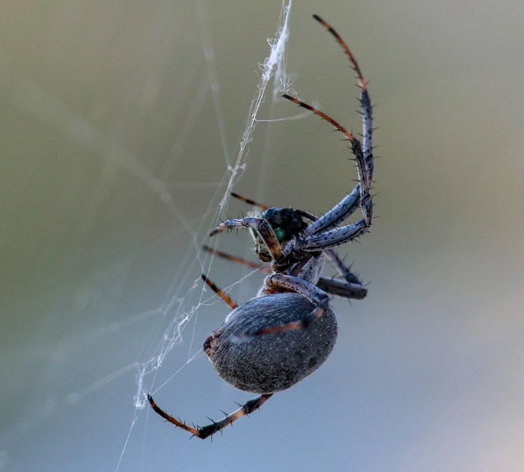 Western Spotted Orbweaver