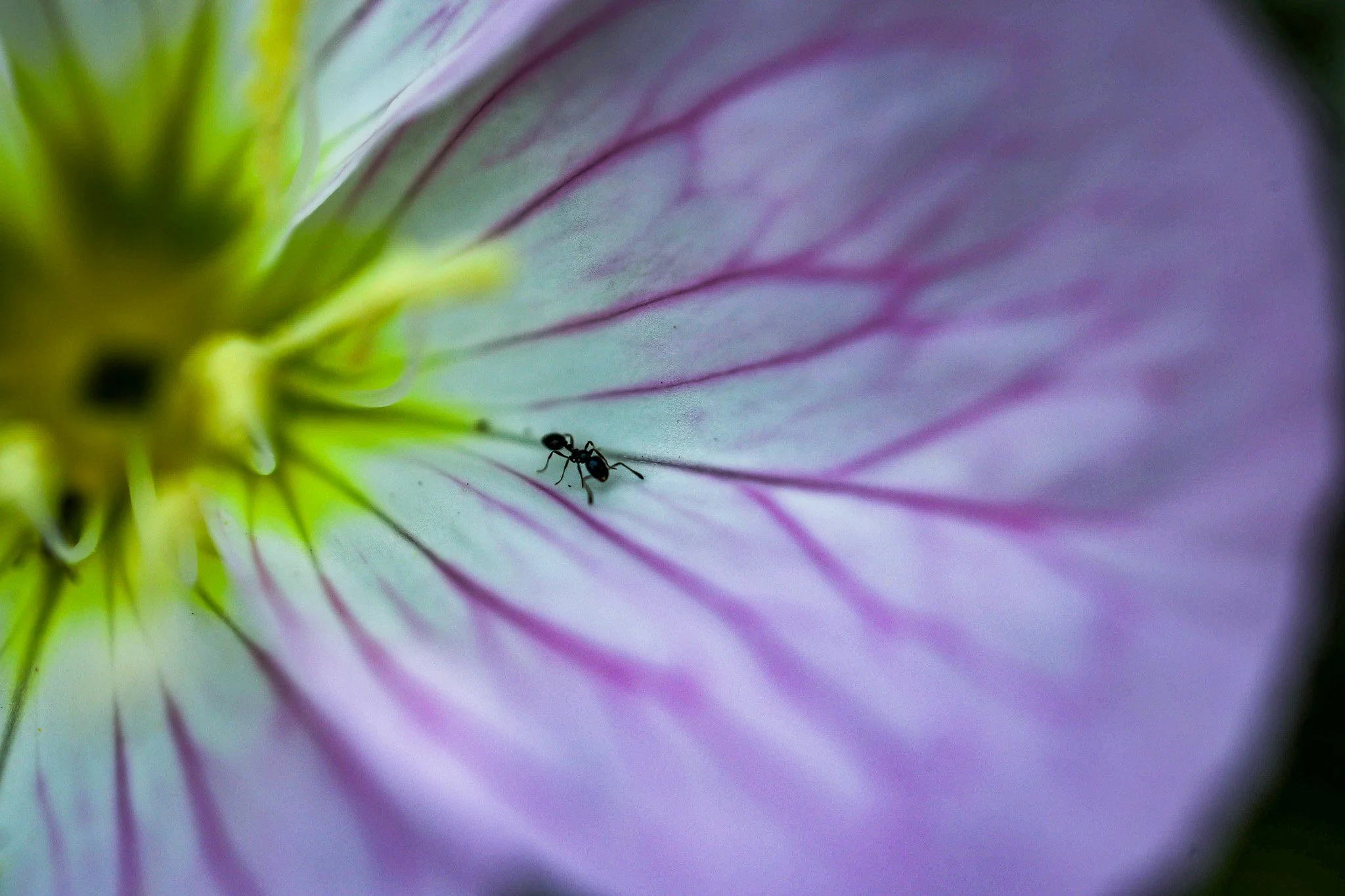 Black Ant on a Pink Evening Primrose