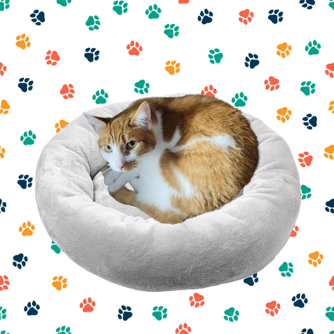 Skills Test | Pet Product Mockup — A fun personal project practicing photo cutouts, background design, and layout composition. 🐾