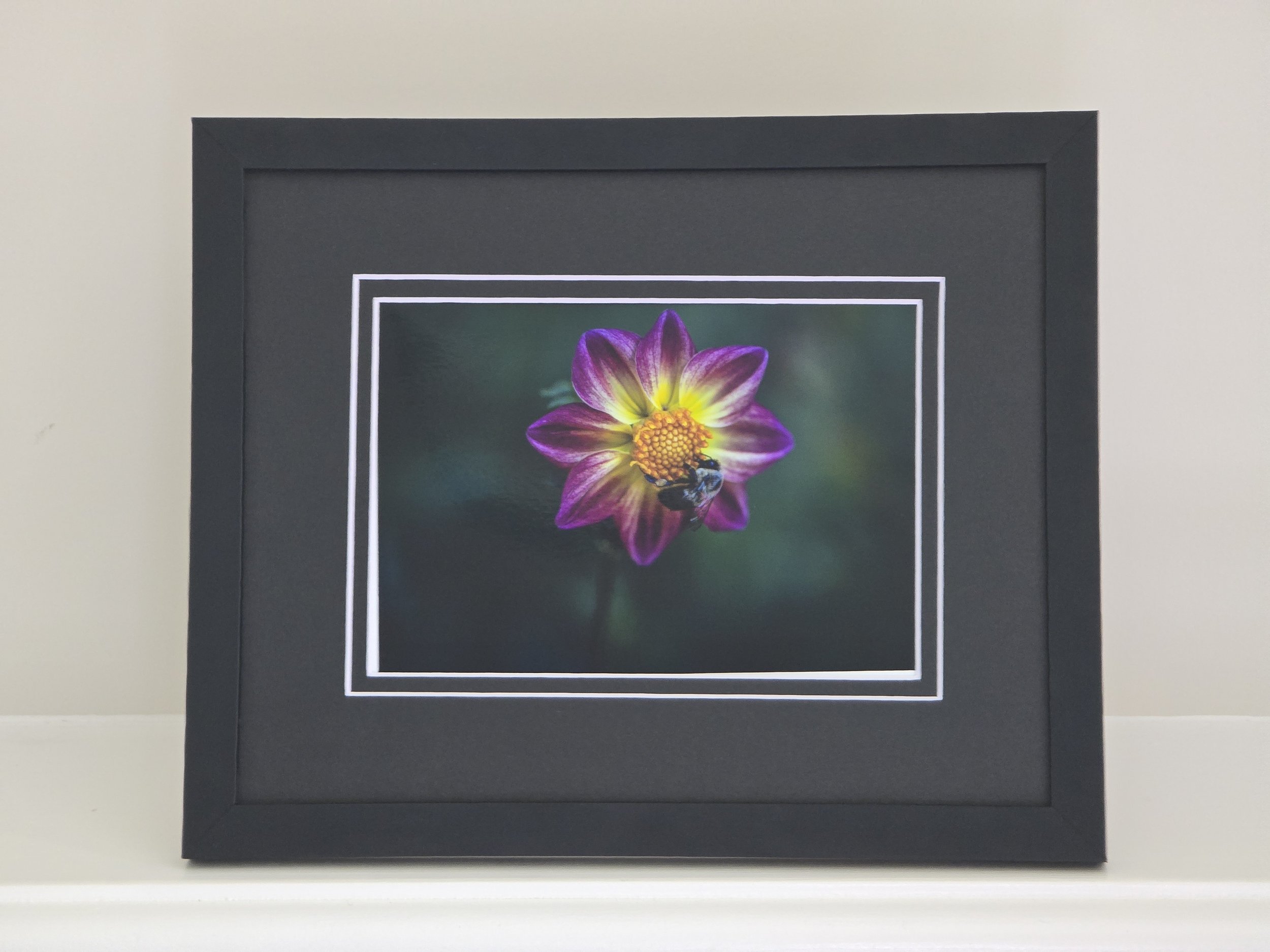 Purple Spring Dahlia - 5x7 photo - in 8x10 Black Mat
