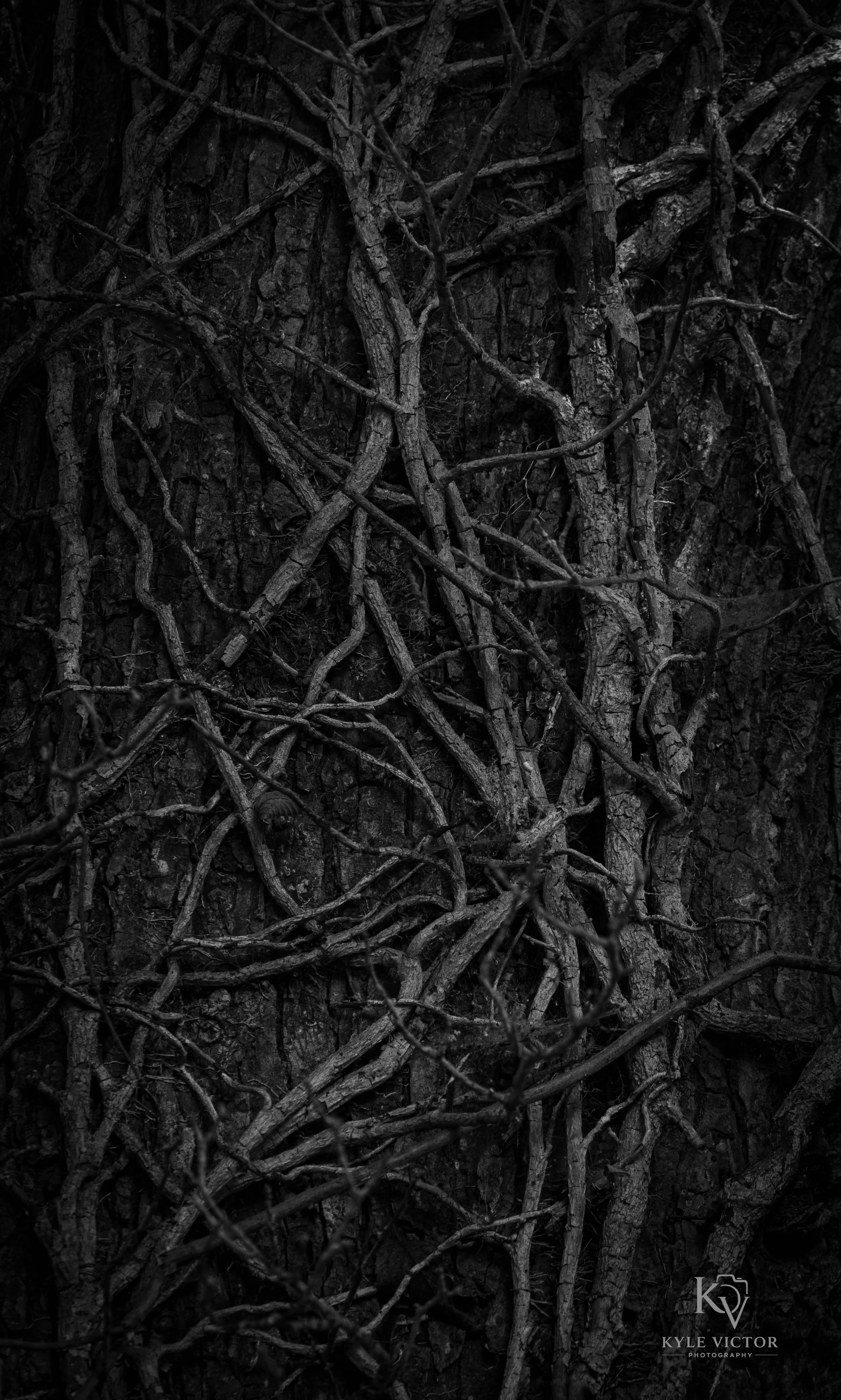 Close-up of tree bark and intertwined branches on dark tree trunk, black and white photography.