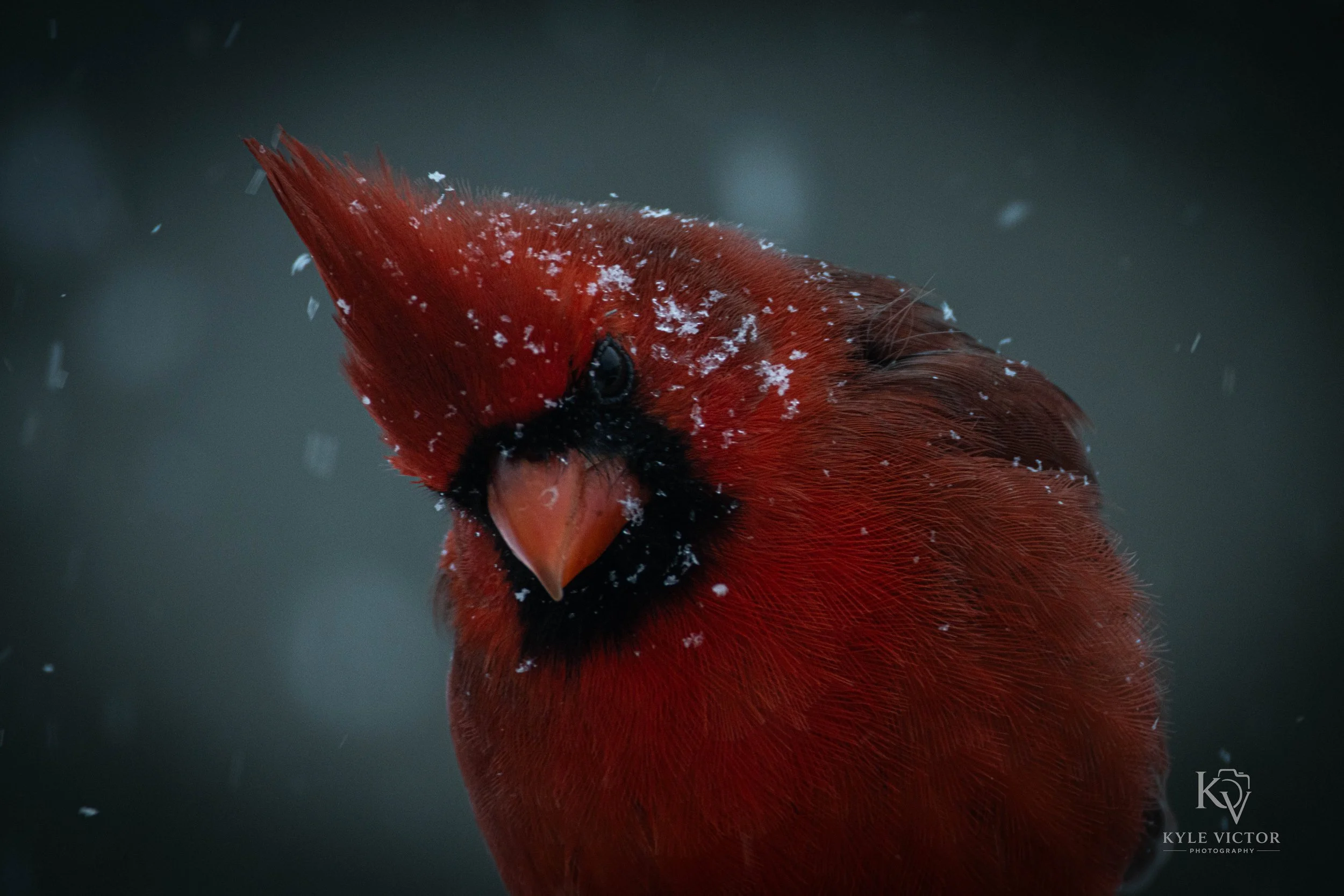 Close-up of a red cardinal bird with snow on its feathers.