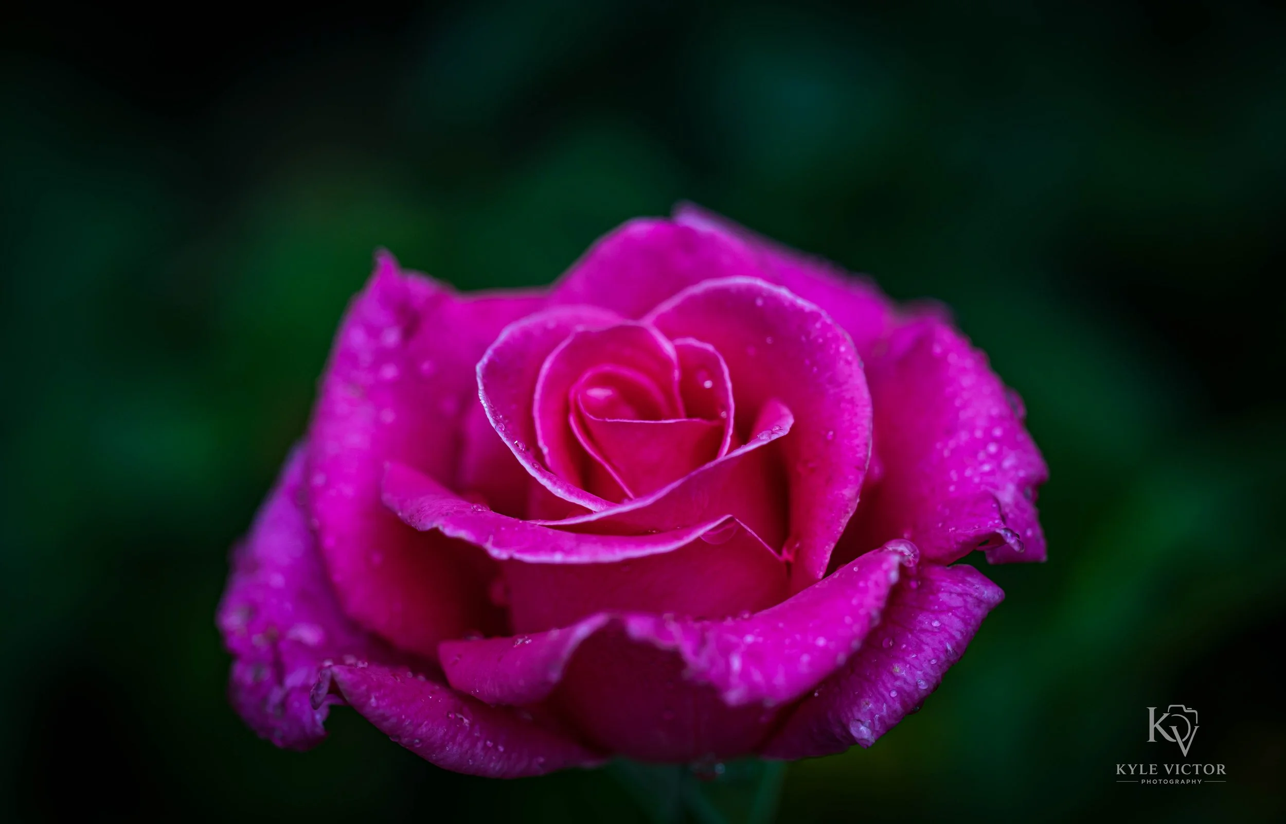 A close-up of a pink rose with dewdrops on its petals against a dark green background.