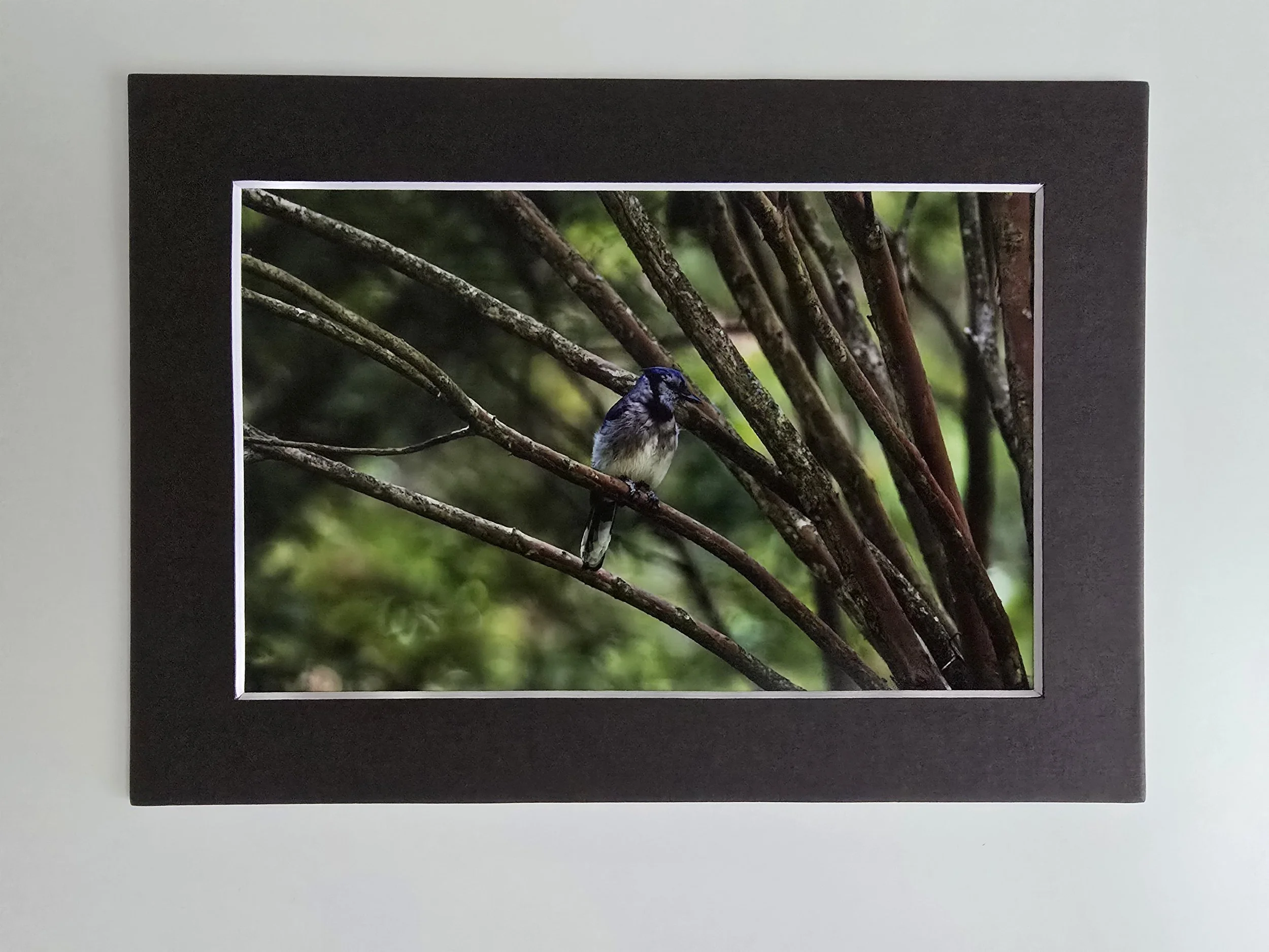 Poised Blue Jay - 4x6 photo - in 5x7 Black Mat