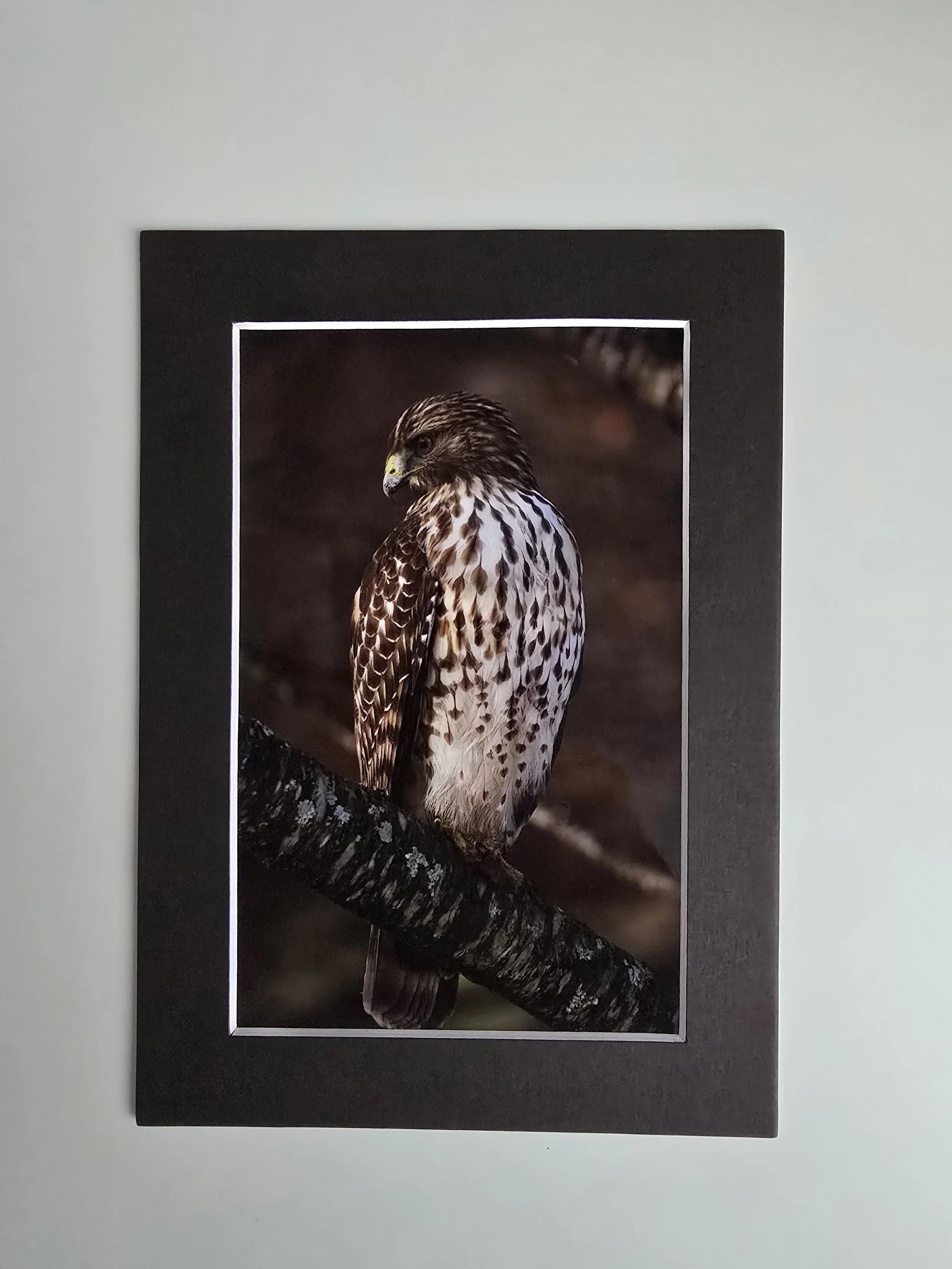 Where Silence Hunts - 4x6 photo - in 5x7 Black Mat