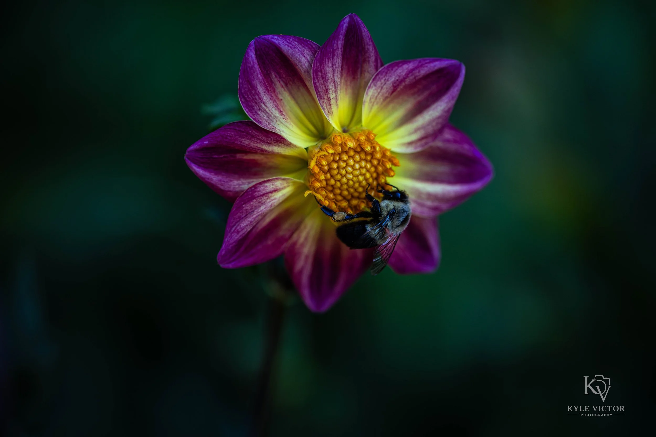 Close-up of a purple and yellow dahlia flower with a bee collecting nectar on the yellow center, dark green blurred background.