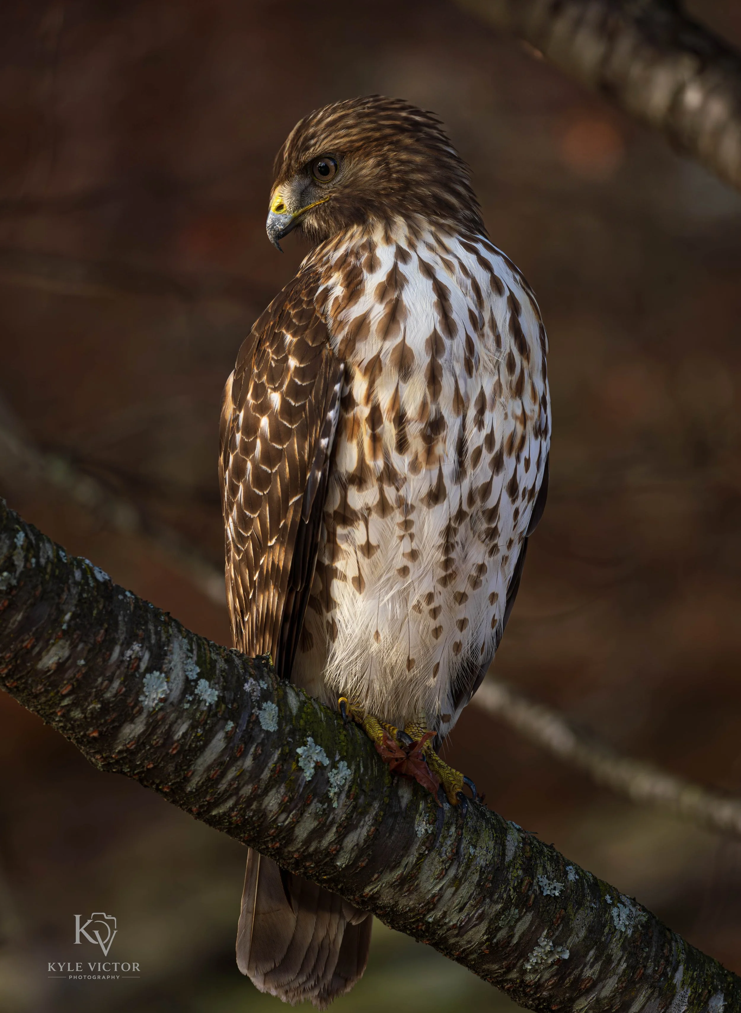 A bird of prey, possibly a hawk or falcon, perched on a tree branch with a dark, blurred background.