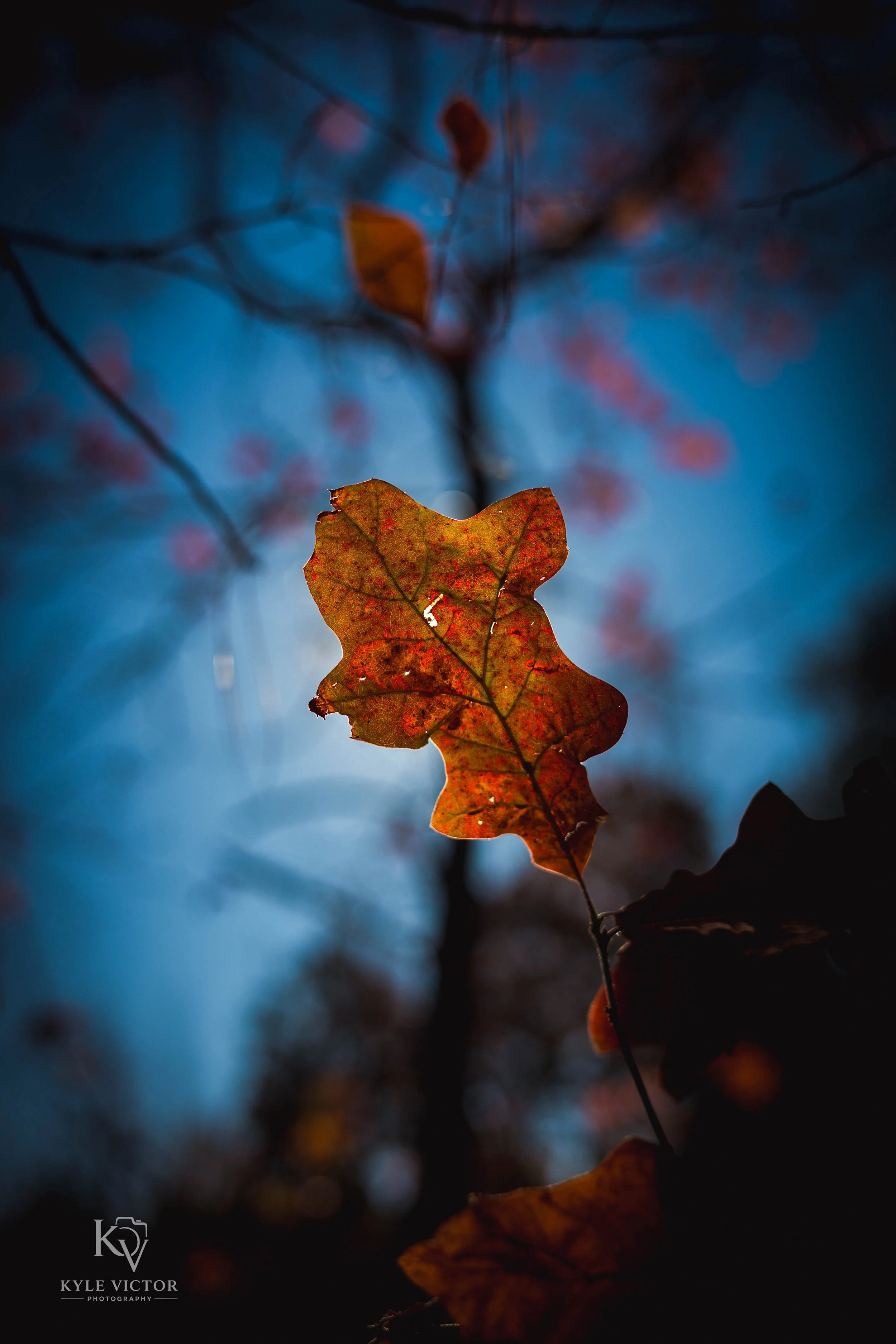 A close-up of a single autumn leaf hanging from a branch, with a blurry background of similar leaves and branches illuminated by a faint blue light.