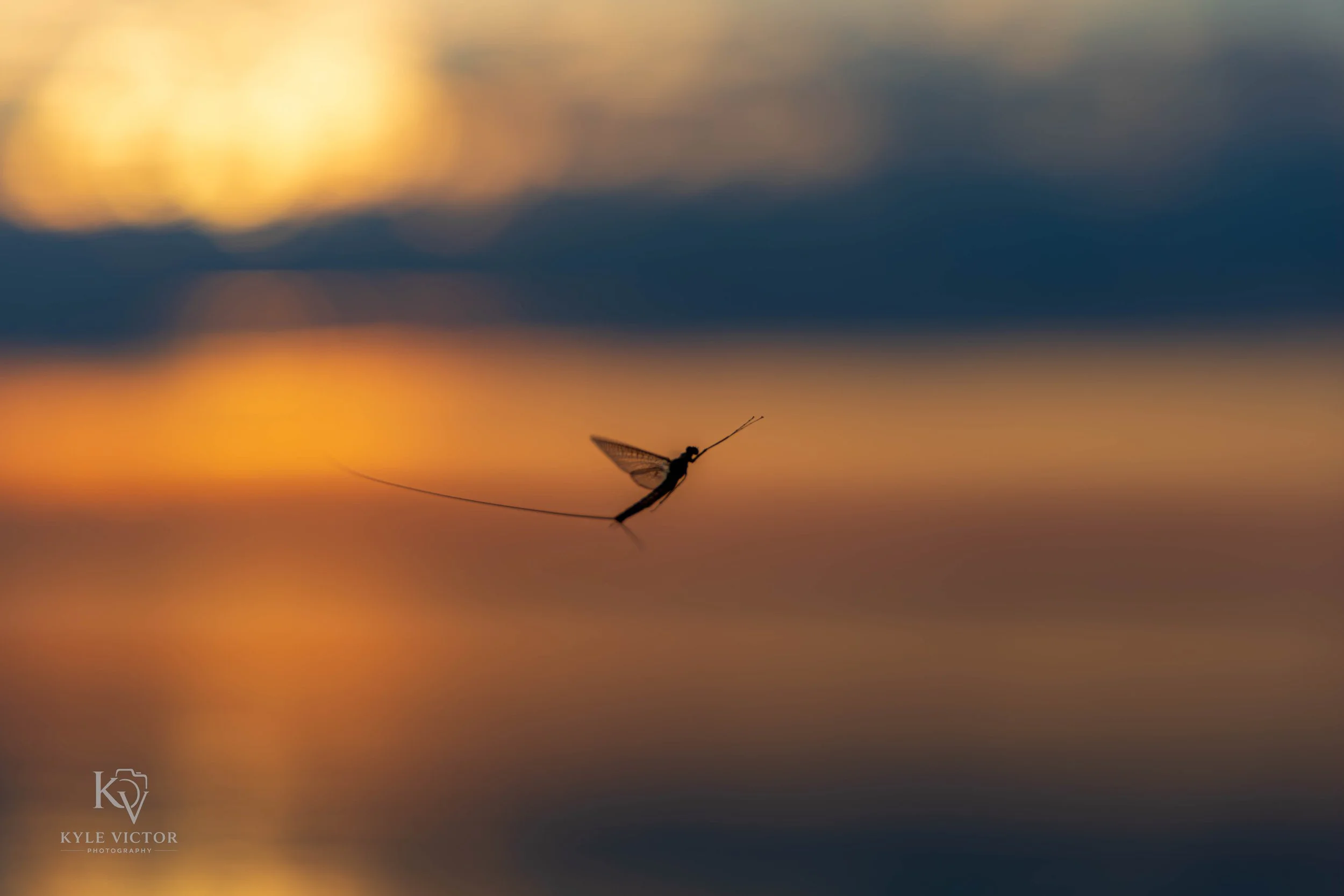 A dragonfly flying over a blurred sunset sky with shades of orange, yellow, blue, and purple.