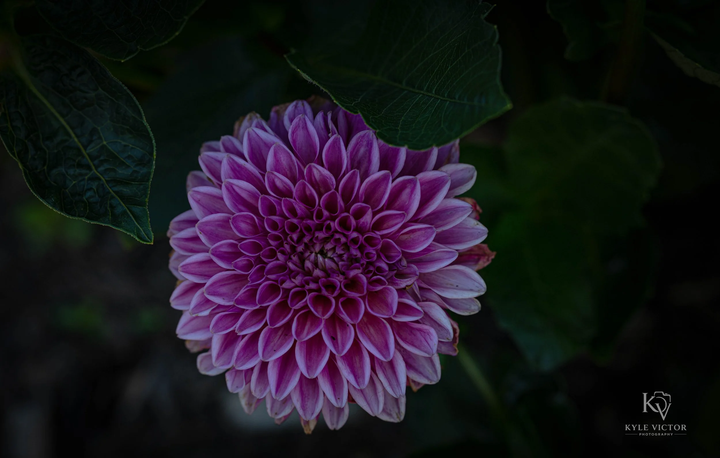 Close-up of a pink dahlia flower with layered petals, partially obscured by dark green leaves.