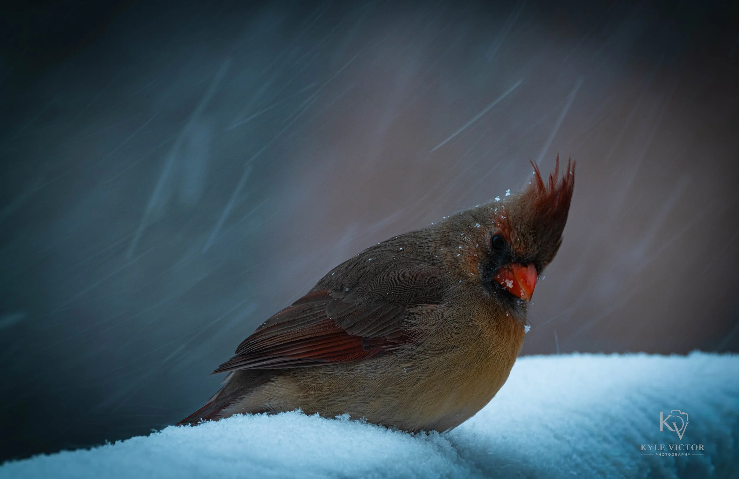 A bird, likely a cedar waxwing, standing on snow with falling snowflakes and raindrops visible in the air at night.
