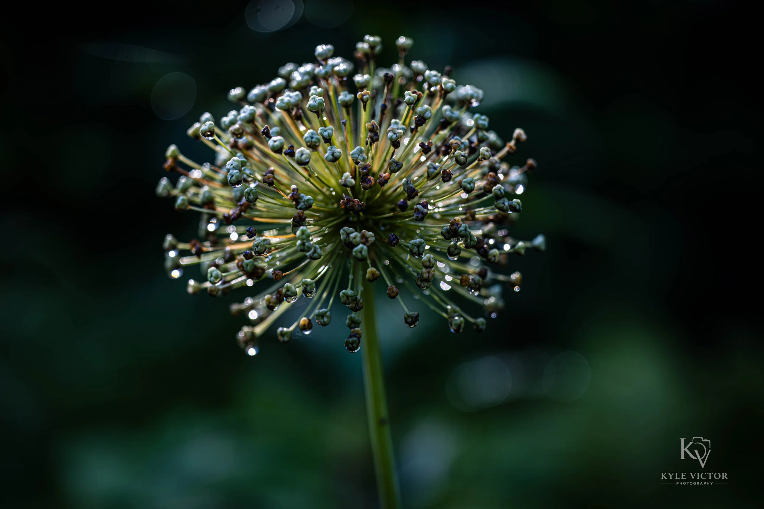 Close-up of a spherical flower seed head with tiny green and brown buds, droplets of water, and a blurred dark green background.