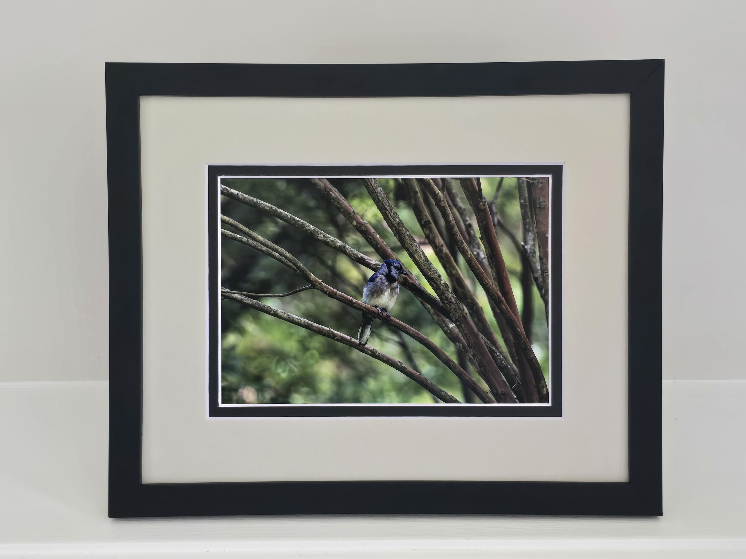 Poised Blue Jay - 5x7 photo - in 8x10 Tan Mat