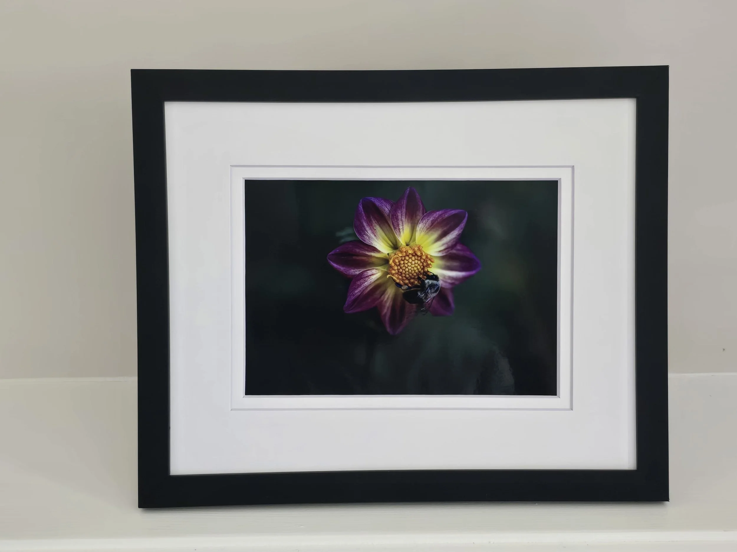 Purple Spring Dahlia - 5x7 photo - in 8x10 White Mat