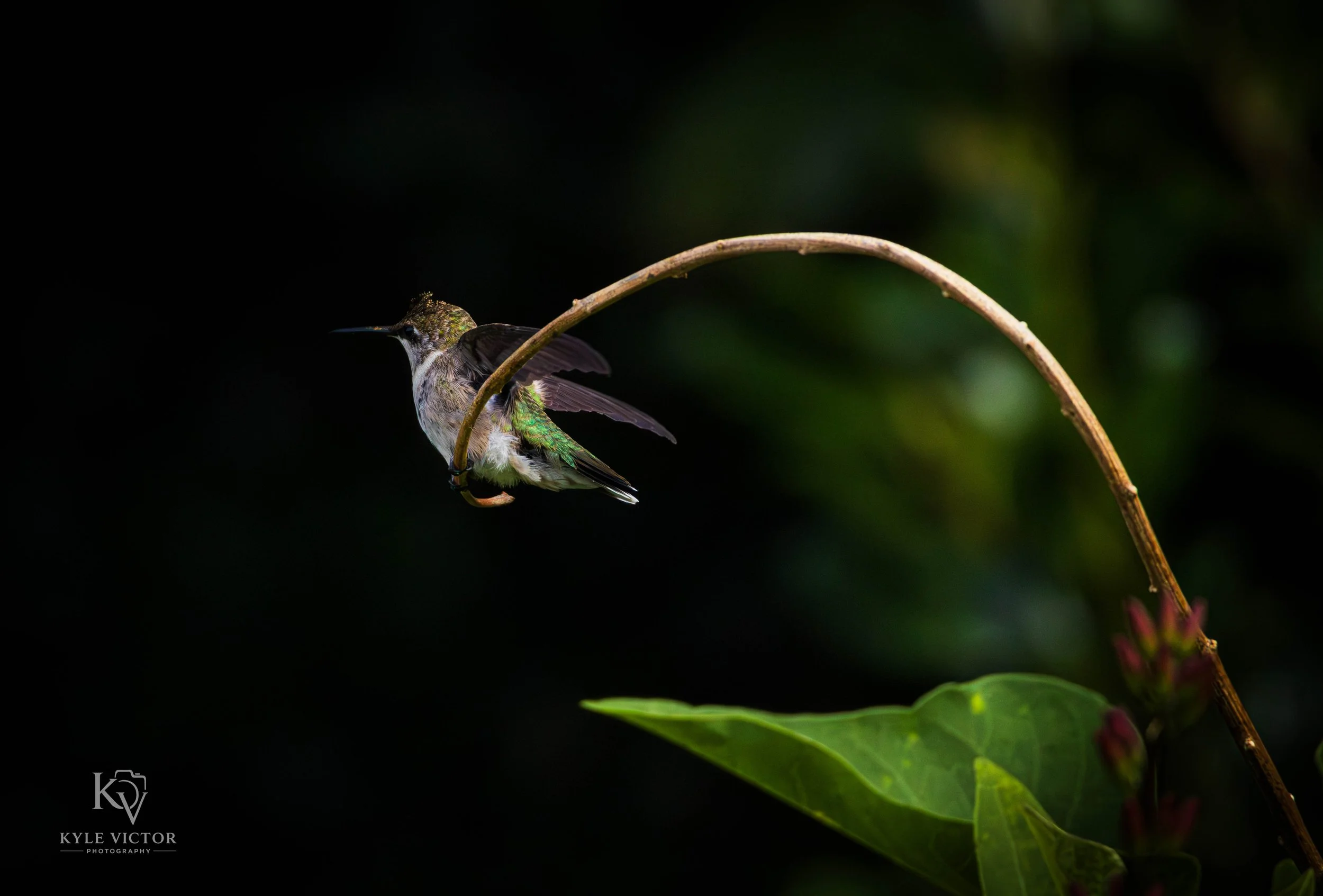 A hummingbird with metallic green and brown feathers hanging upside down on a thin curved branch, surrounded by dark green leaves.