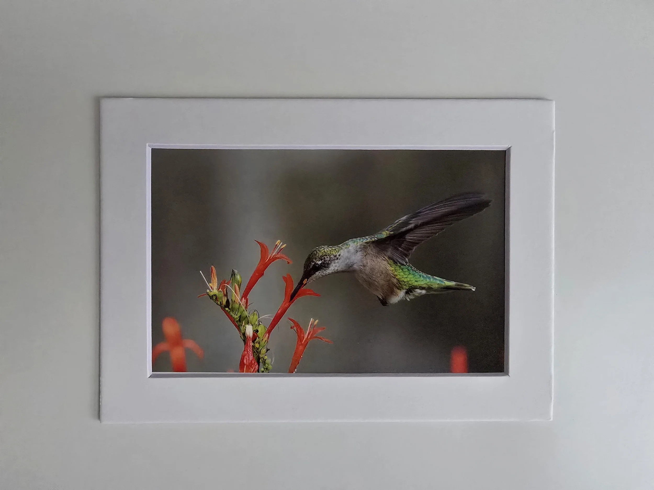 Suspended in Bloom - 4x6 photo in 5x7 White Mat