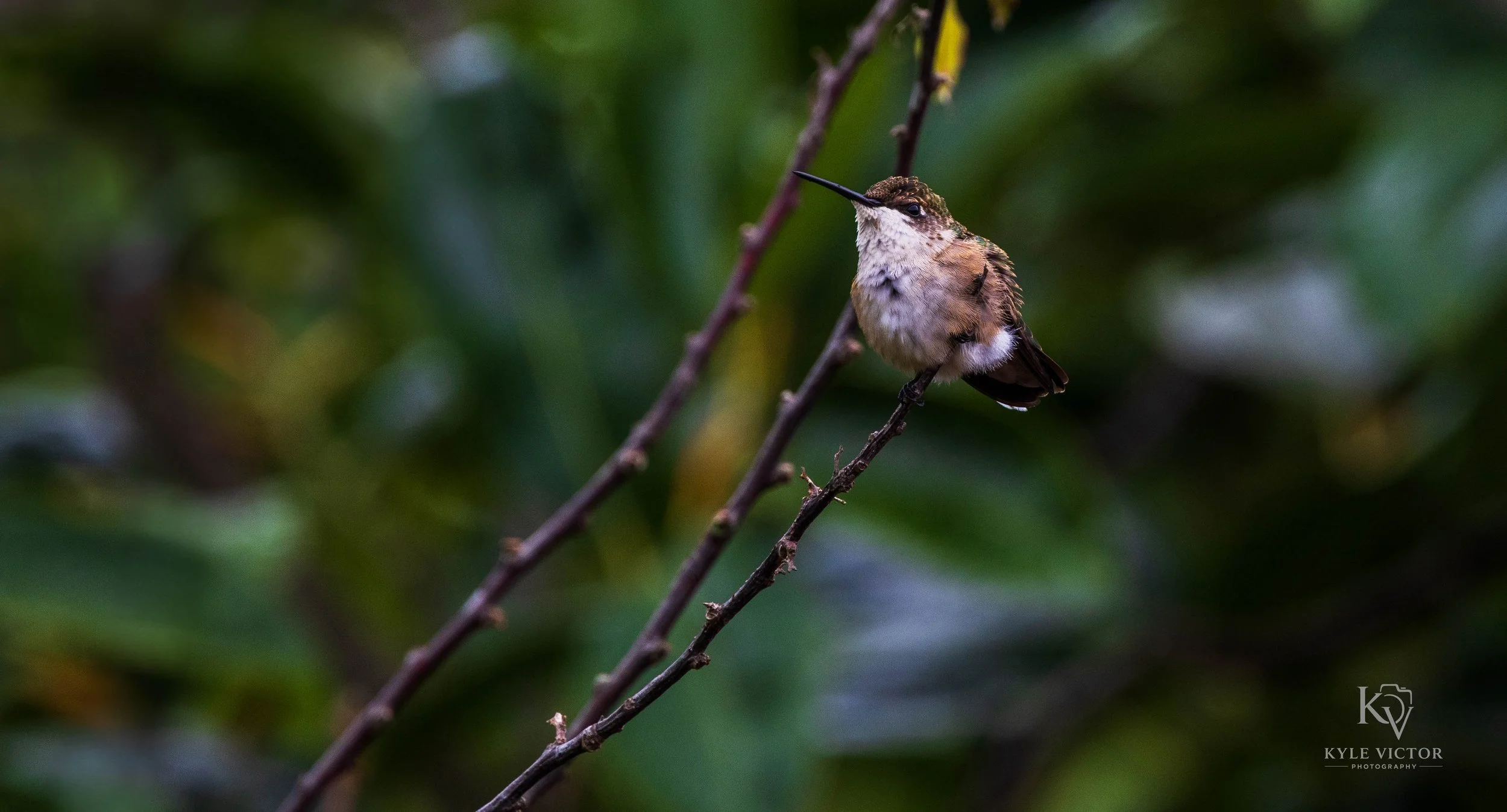 A small hummingbird perched on a thin branch with green blurred foliage in the background.