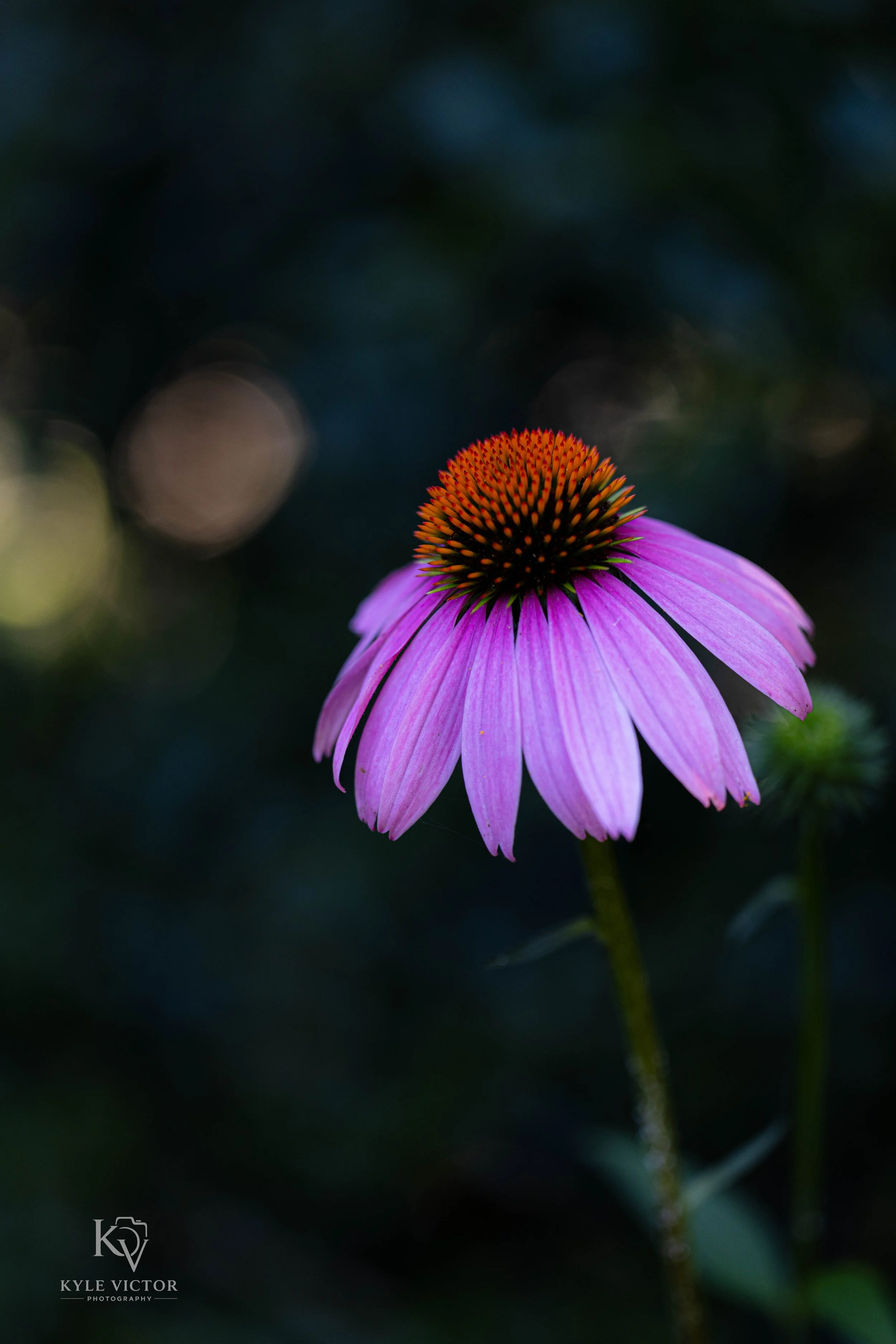 Close-up of a purple coneflower with a dark green blurred background.