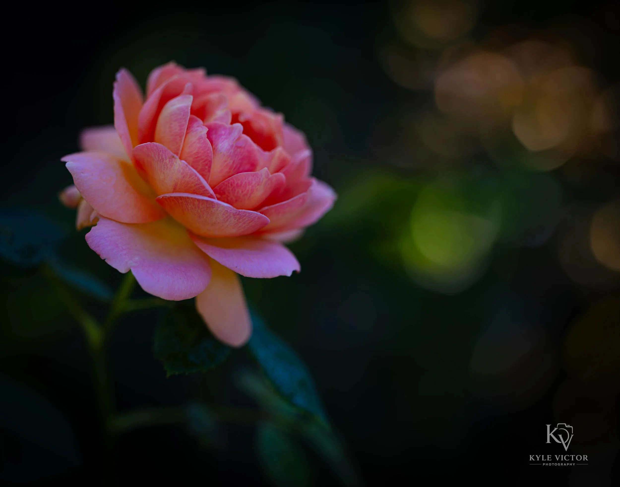 Close-up of a pink and yellow rose flower against a dark background.