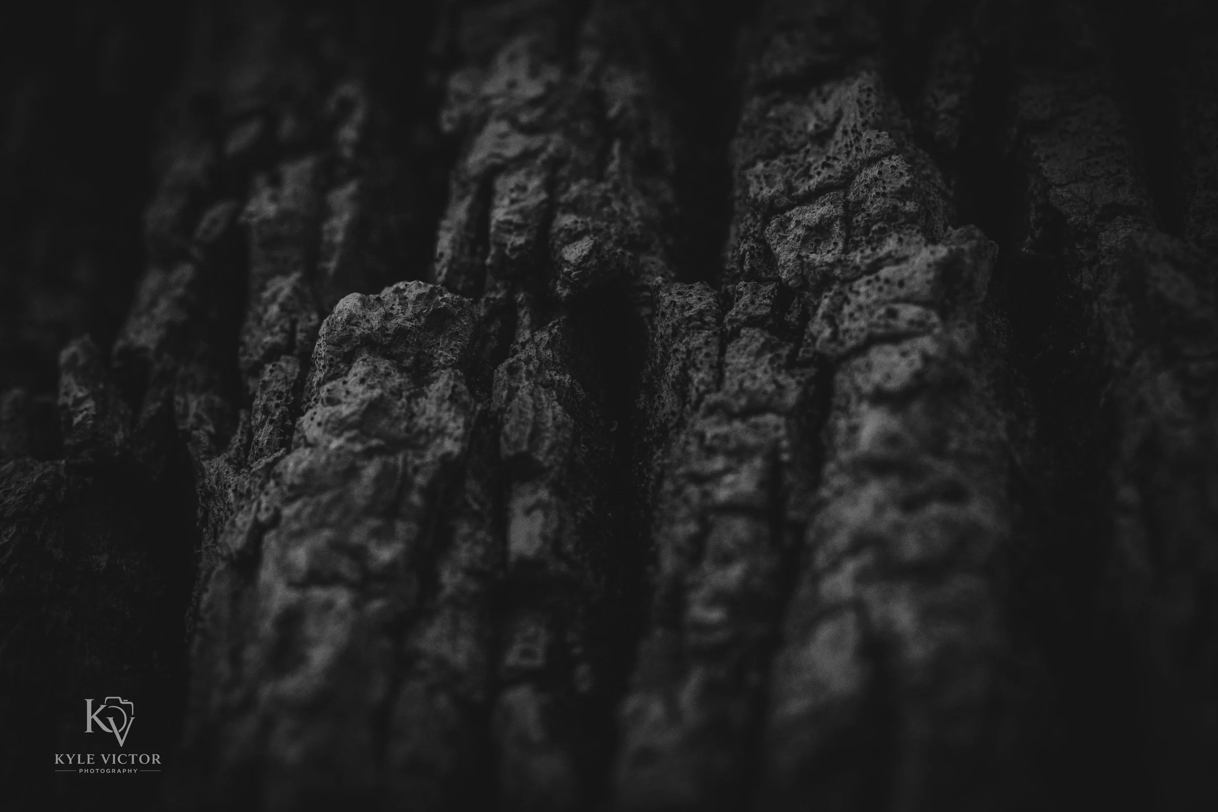 Close-up of rough, dark tree bark with deep grooves and textured surface.