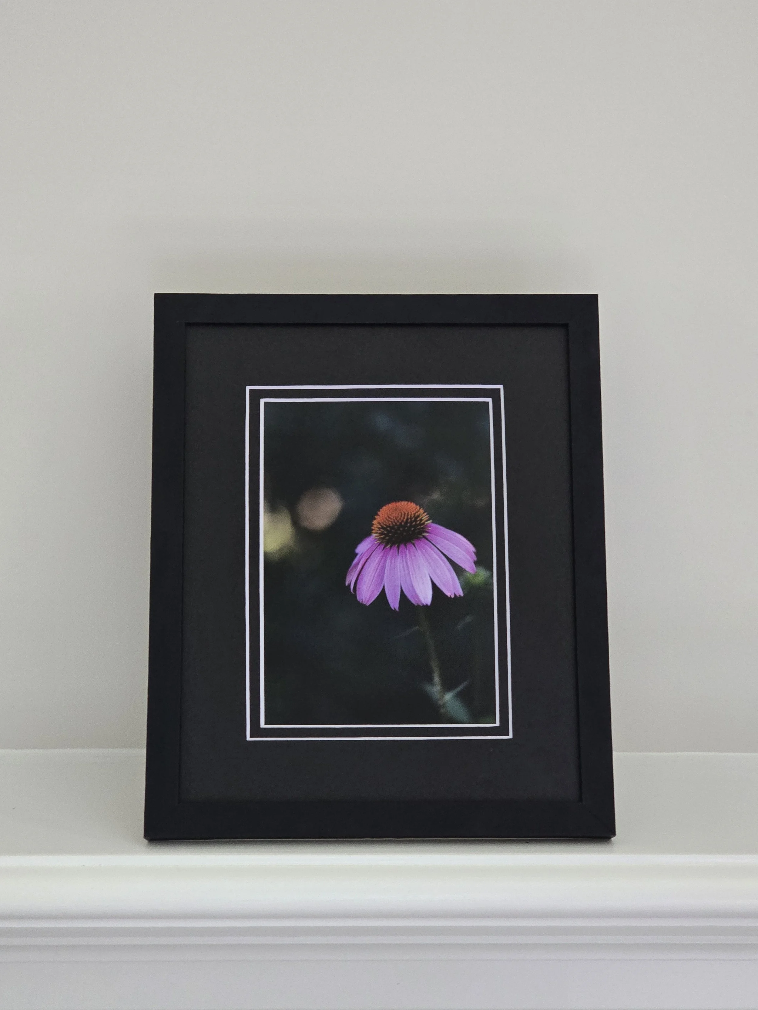 Solitary Bloom - 5x7 photo - in 8x10 Black Mat