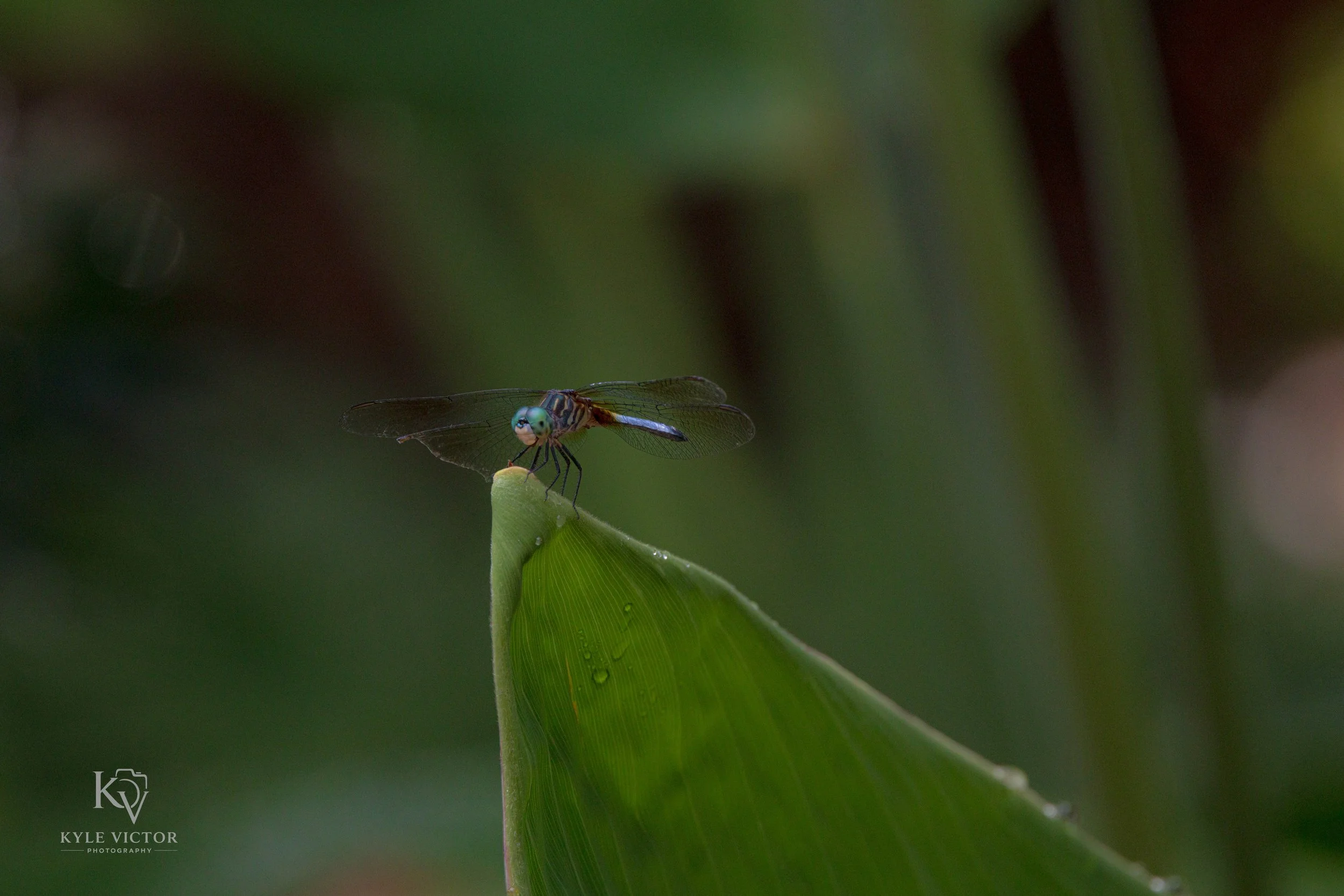 Close-up of a green dragonfly perched on a green leaf, with a blurred background of green foliage.