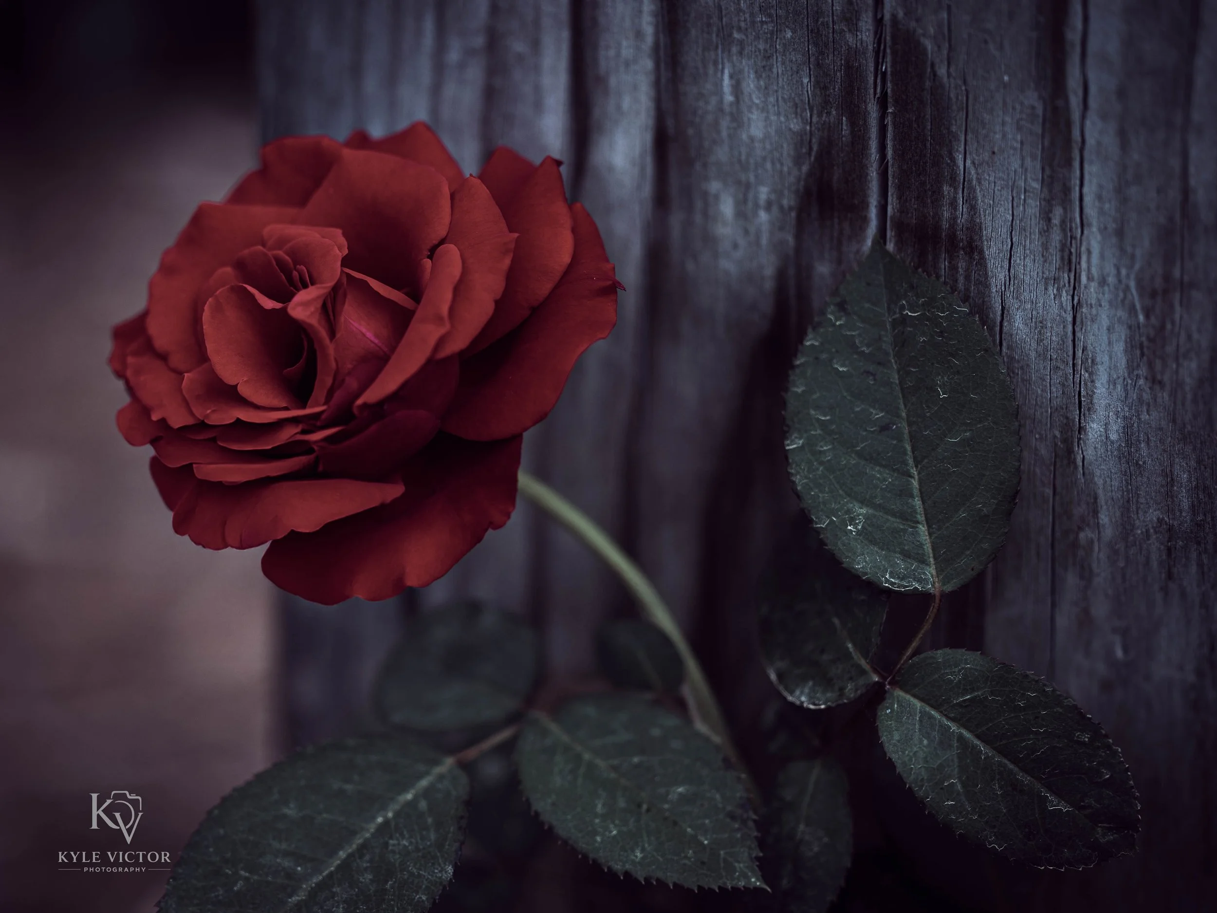 A red rose with green leaves on a dark wooden background.