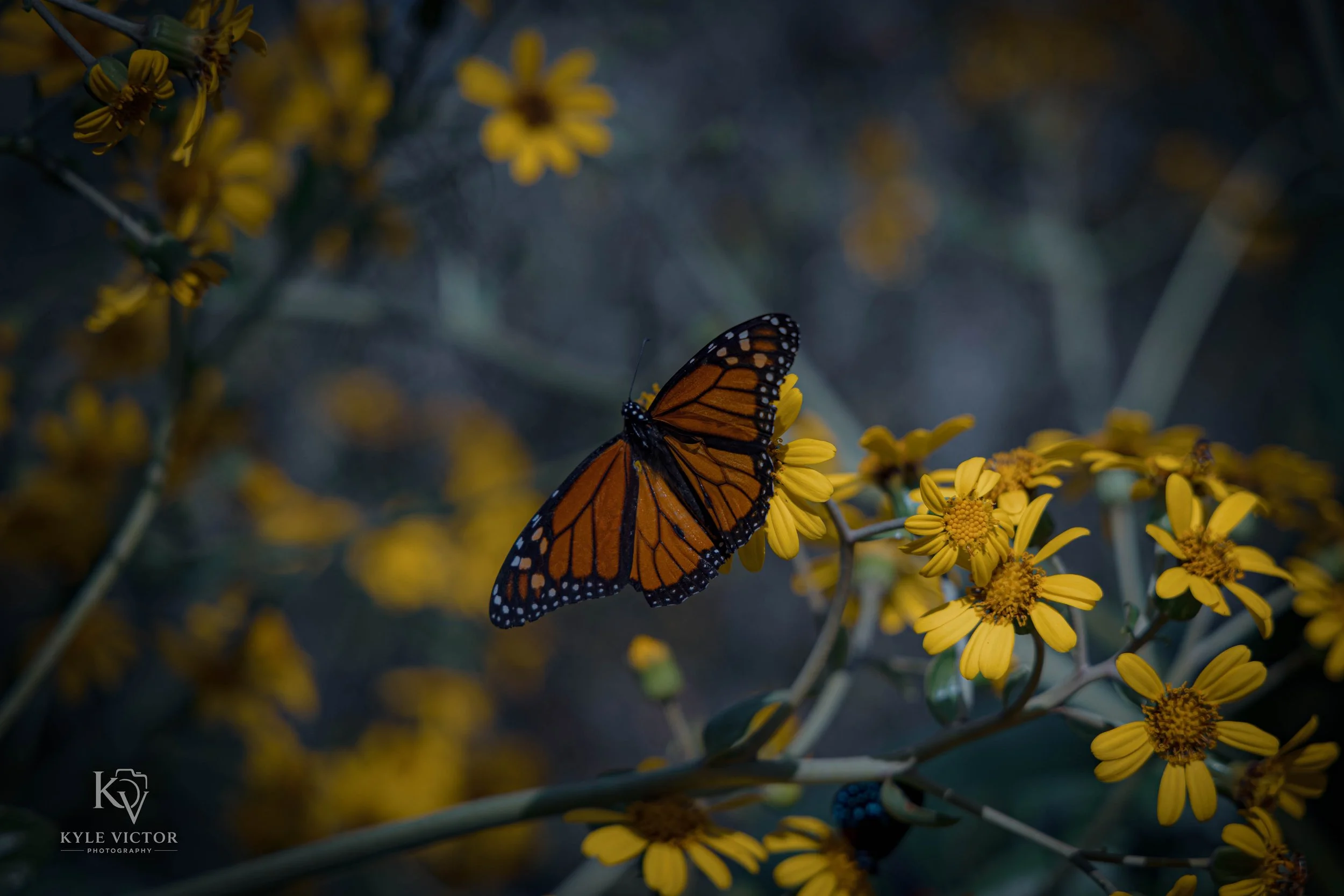 A Monarch butterfly with orange and black wings resting on yellow flowers with multiple blossoms.
