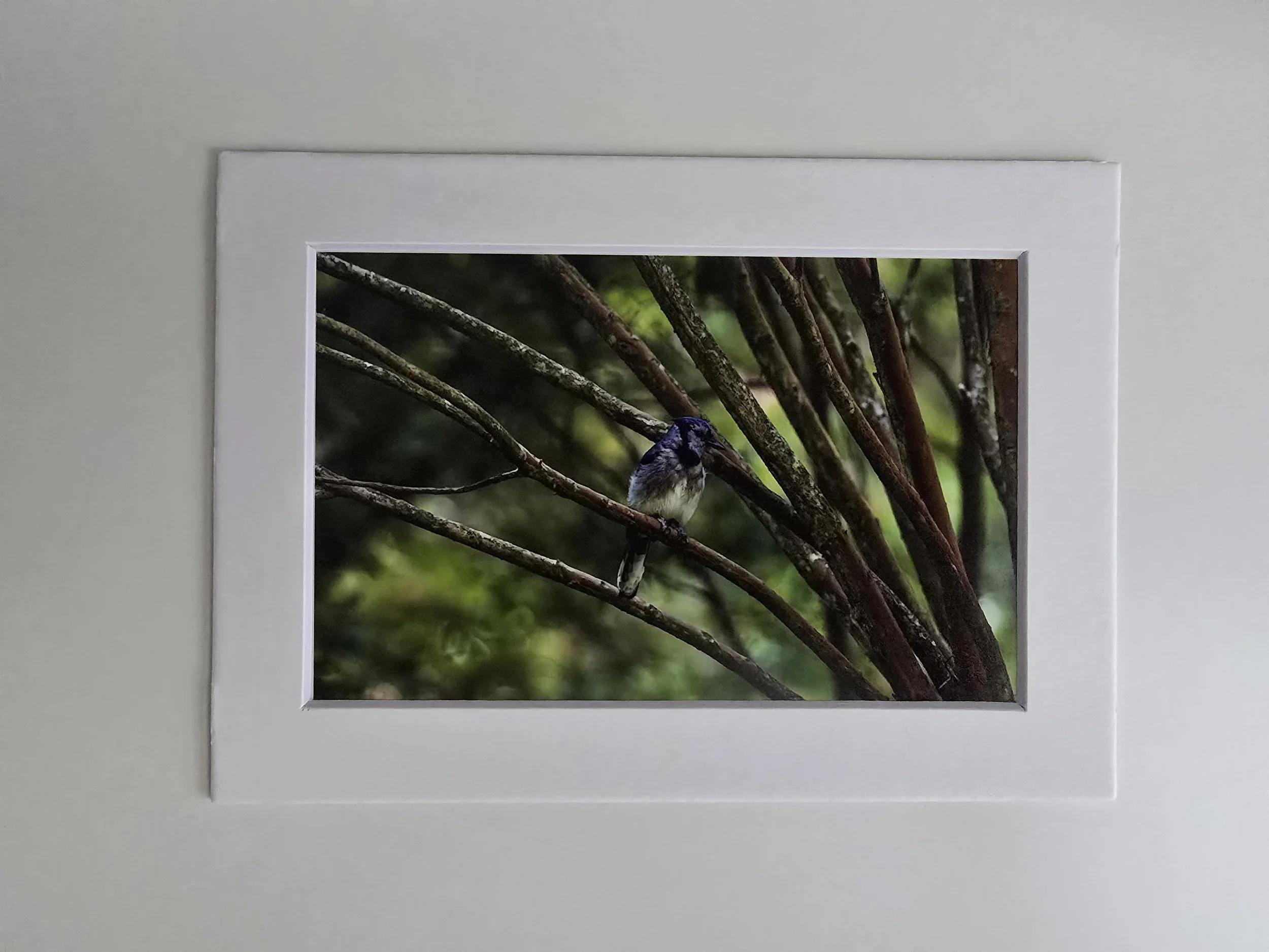 Poised Blue Jay - 4x6 photo - in 5x7 White Mat