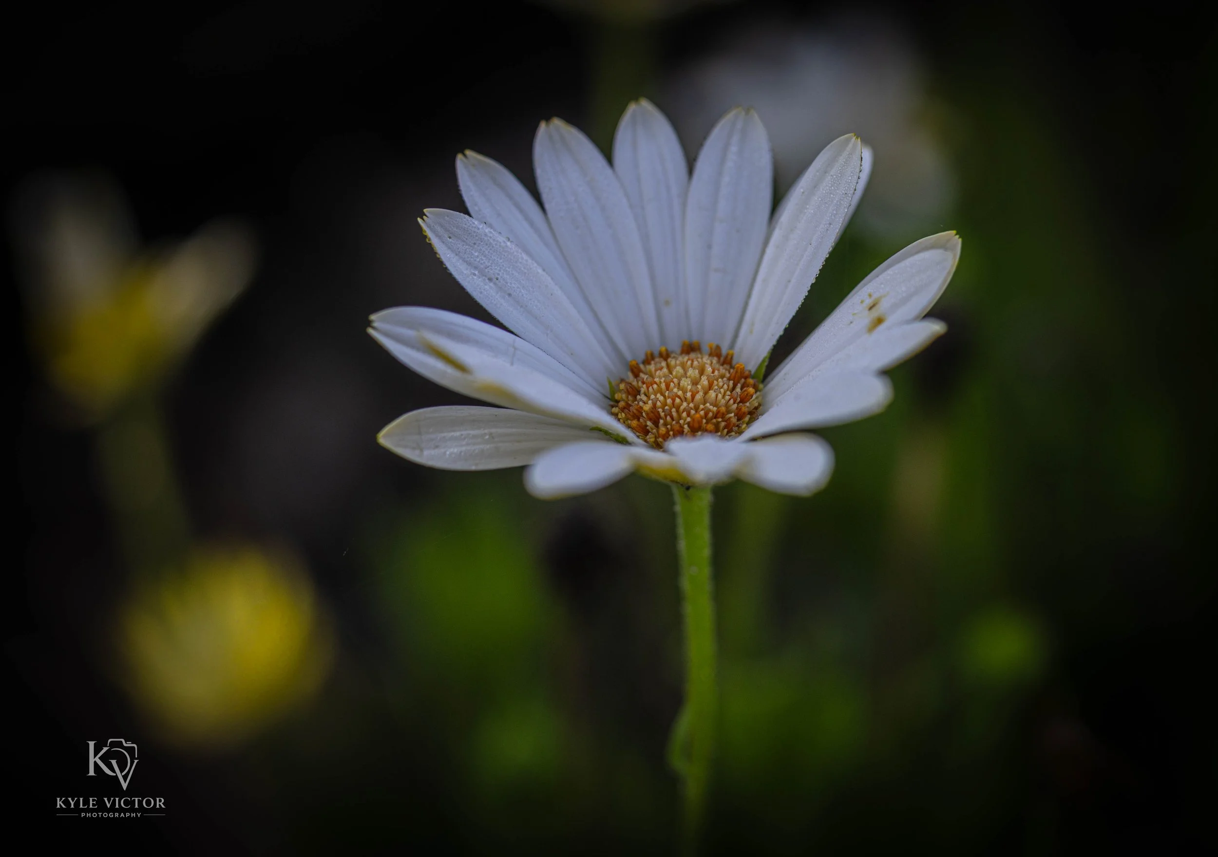 Close-up of a white daisy flower with a yellow center and dew droplets on the petals, blurred dark background.