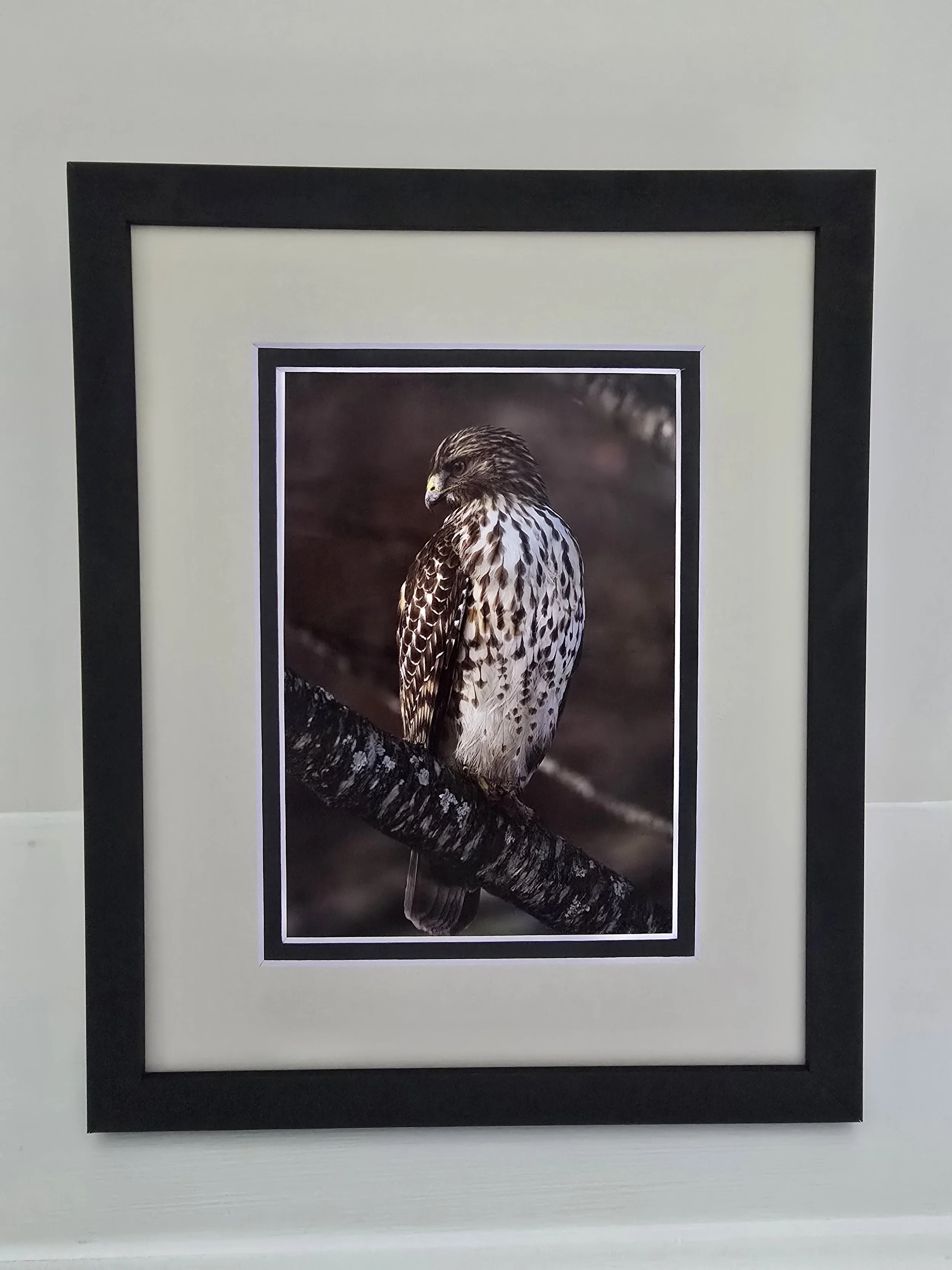 Where Silence Hunts - 5x7 photo - in 8x10 Tan Mat