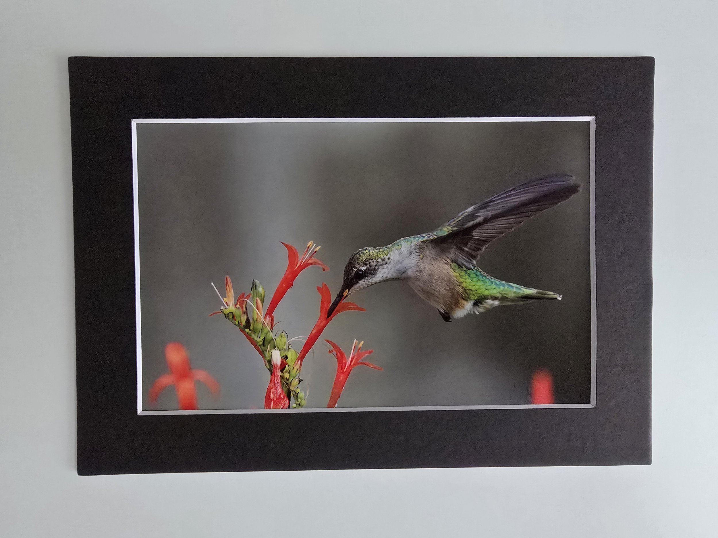 Suspended in Bloom - 4x6 photo in 5x7 Black Mat